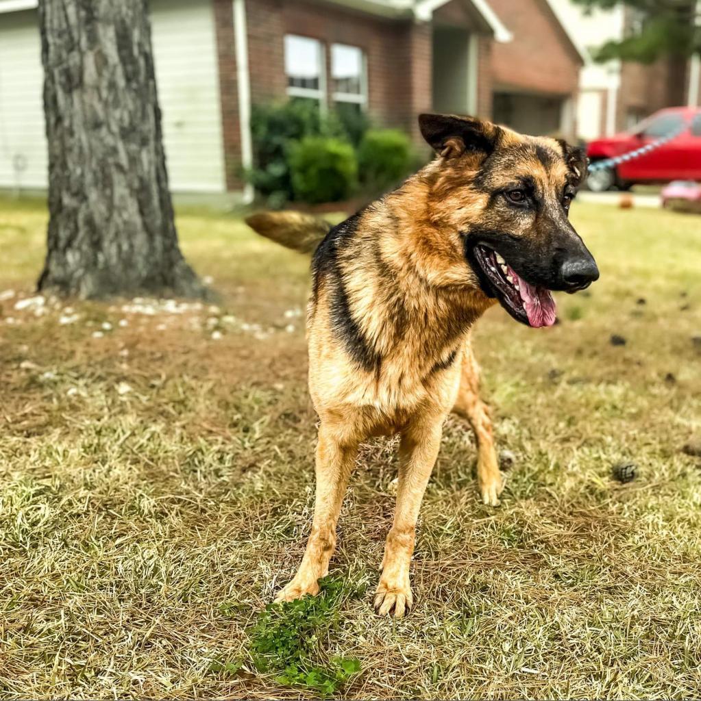 Enlarge Jaeger, a Adoptable mixed breed in Houston, TX image 5/6