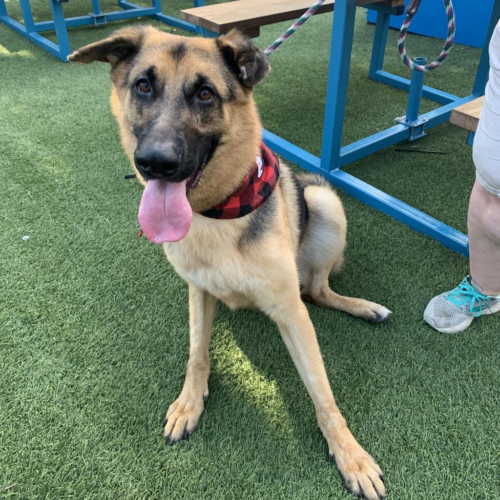 Enlarge Jaeger, a Adoptable mixed breed in Houston, TX image 6/6