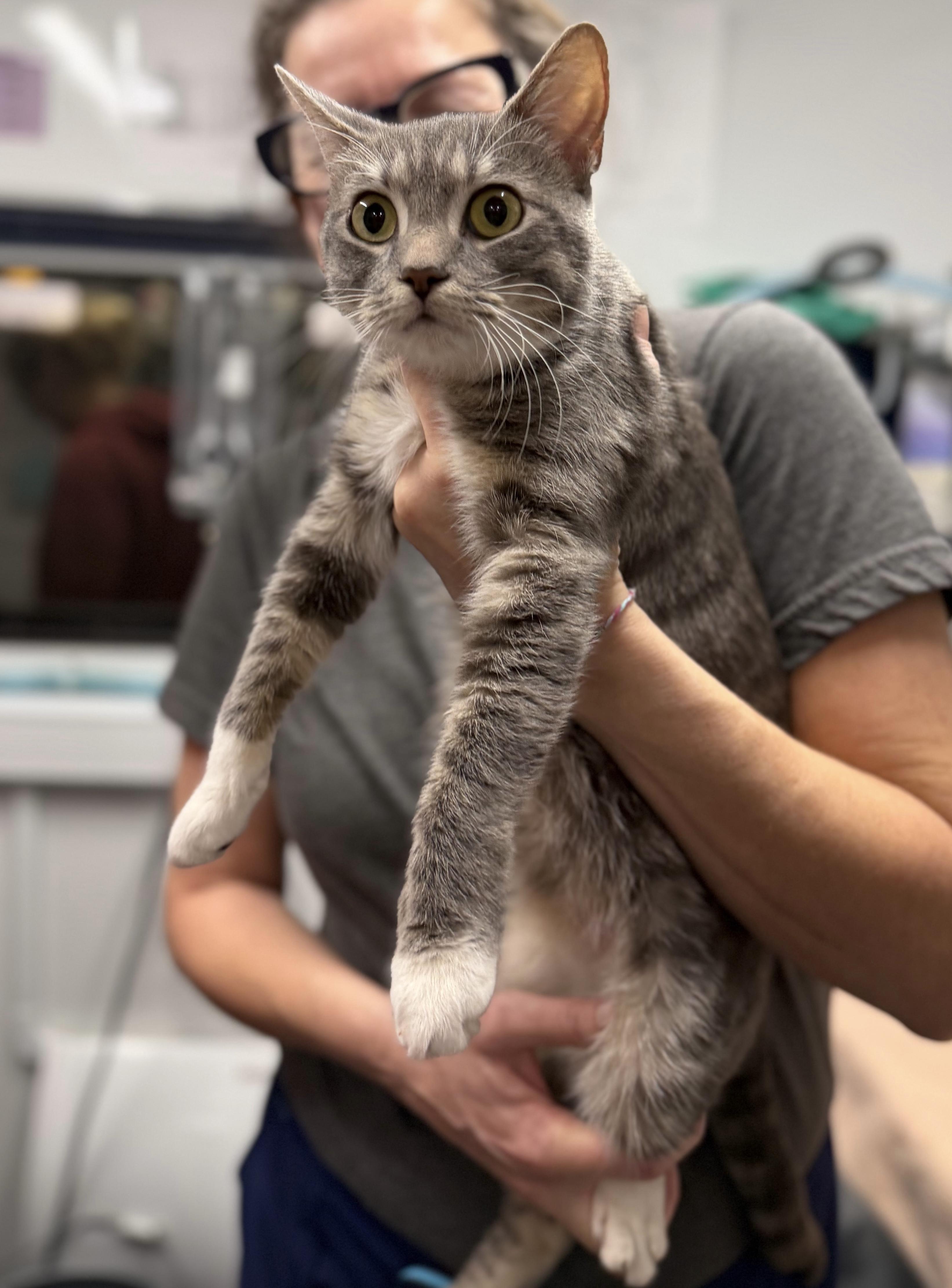 Enlarge Olive Oil, an adopted Domestic Short Hair in Columbus, OH image 3/5