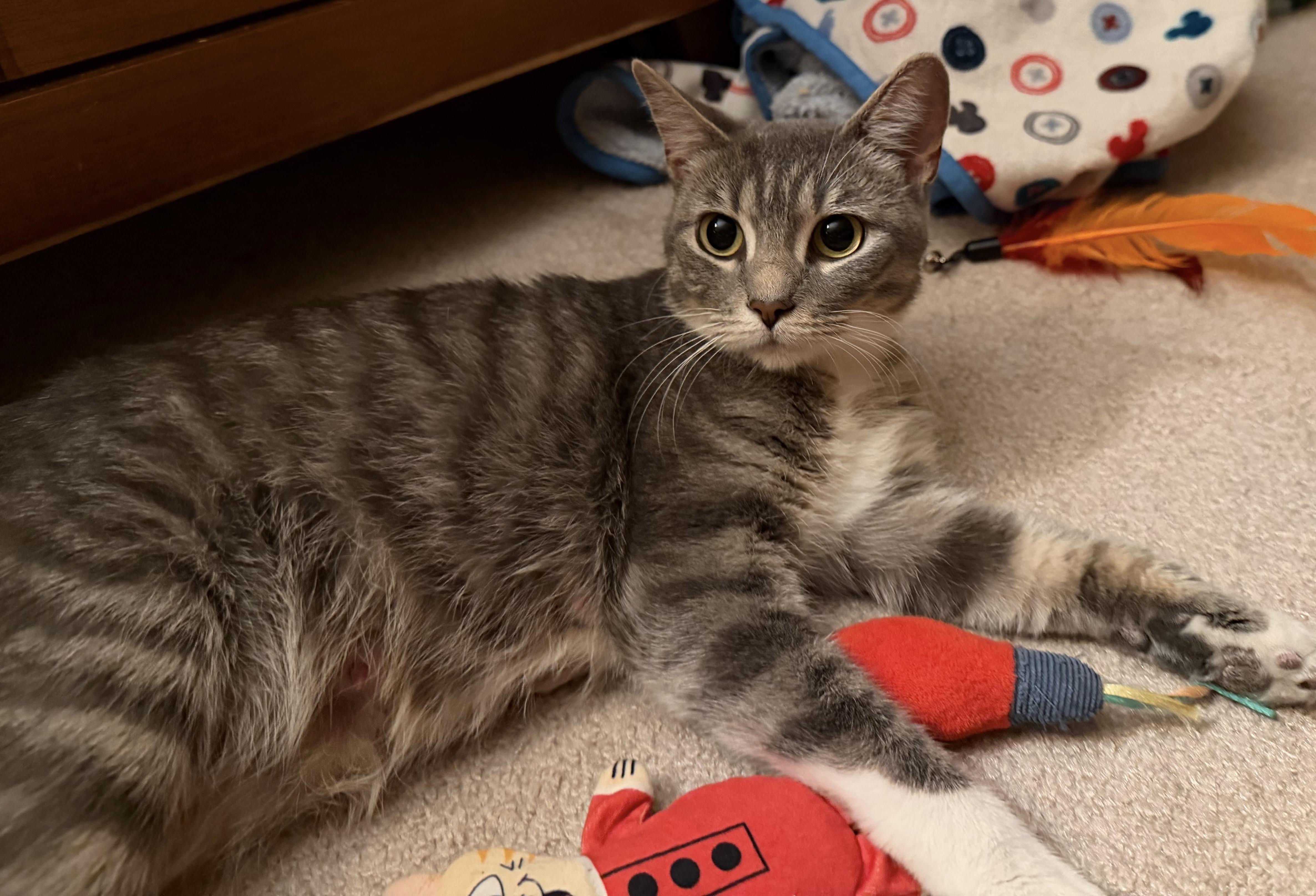 Enlarge Olive Oil, an adopted Domestic Short Hair in Columbus, OH image 5/5