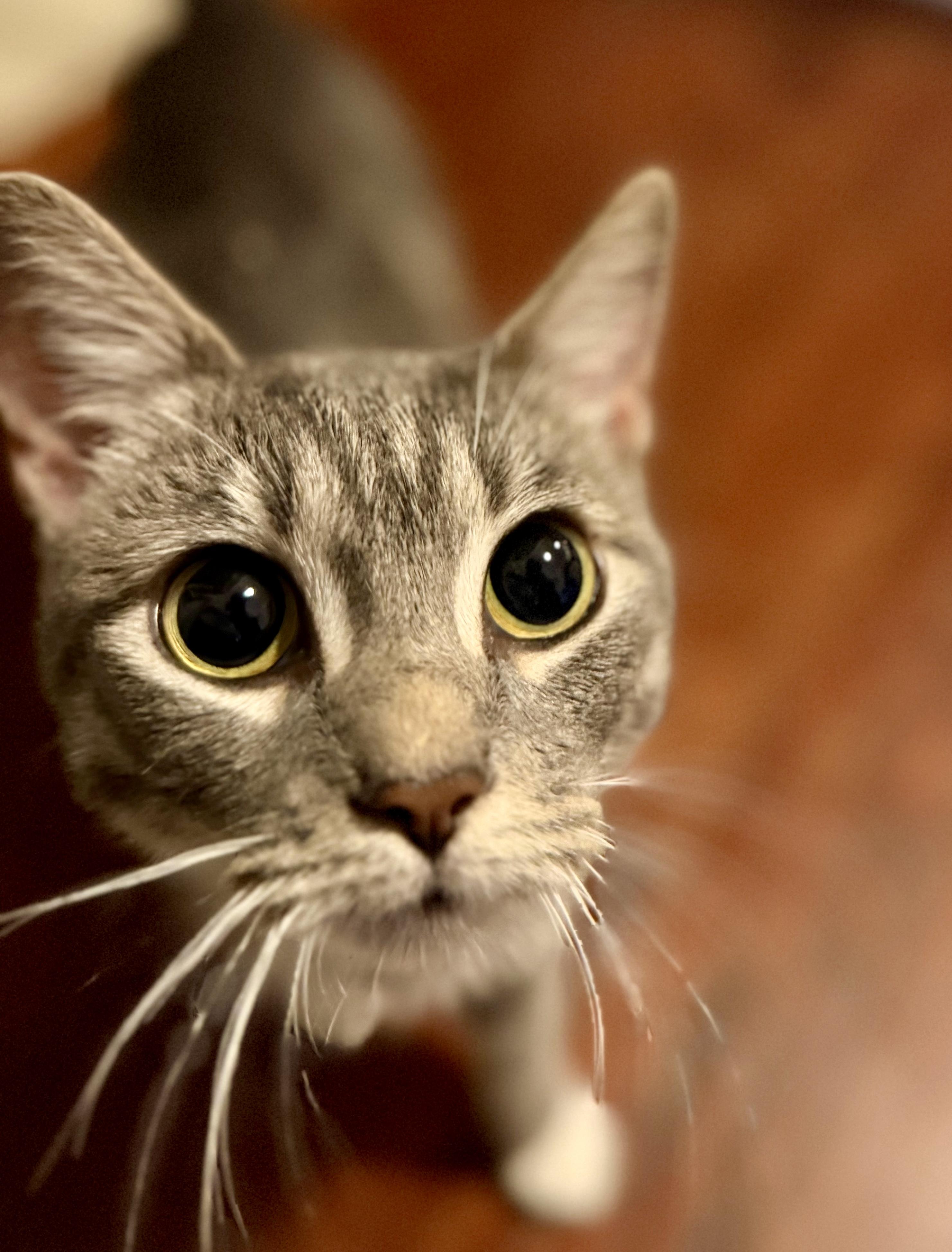 Enlarge Olive Oil, an adopted Domestic Short Hair in Columbus, OH image 2/5