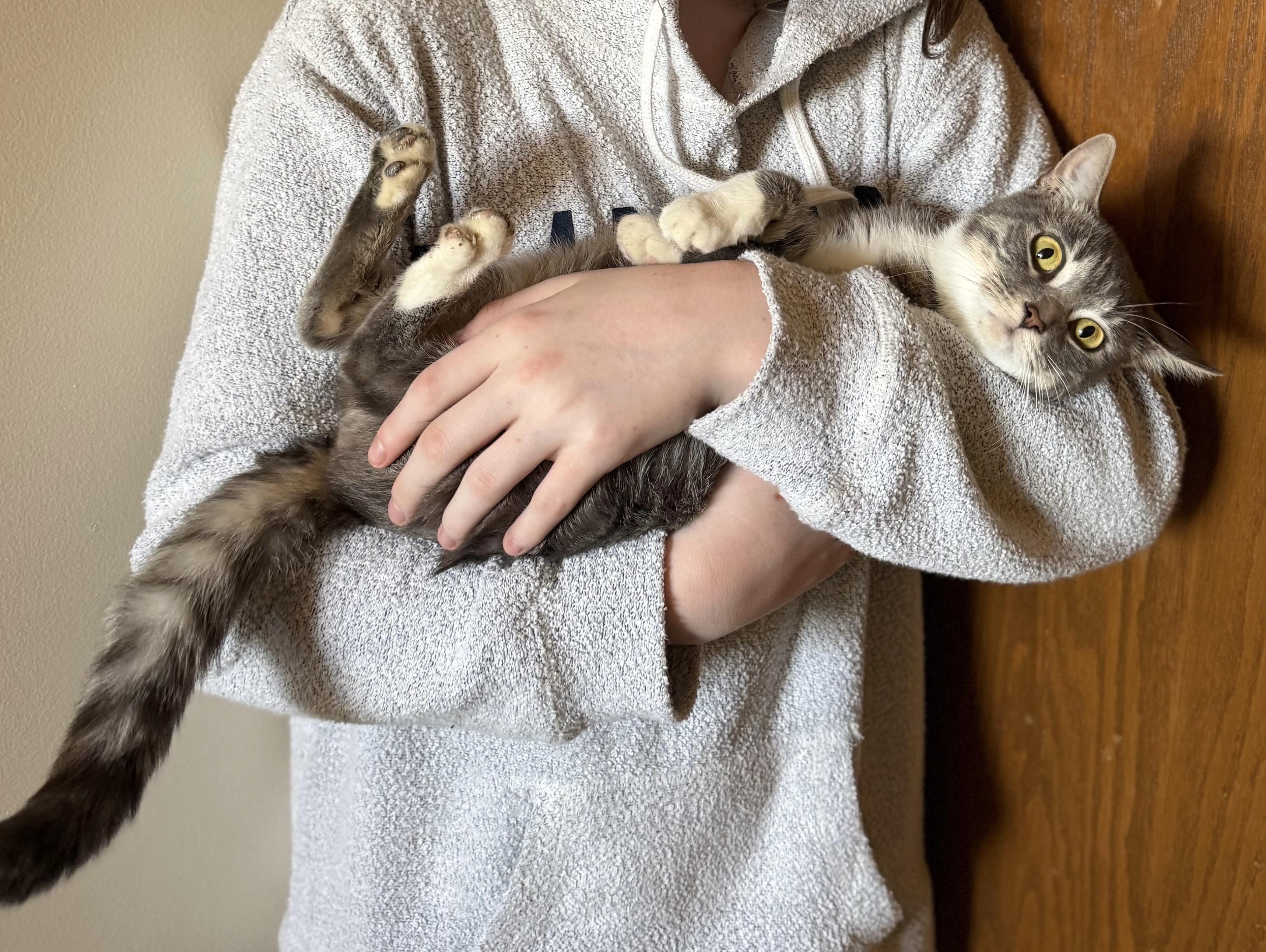 Enlarge Olive Oil, an adopted Domestic Short Hair in Columbus, OH image 4/5