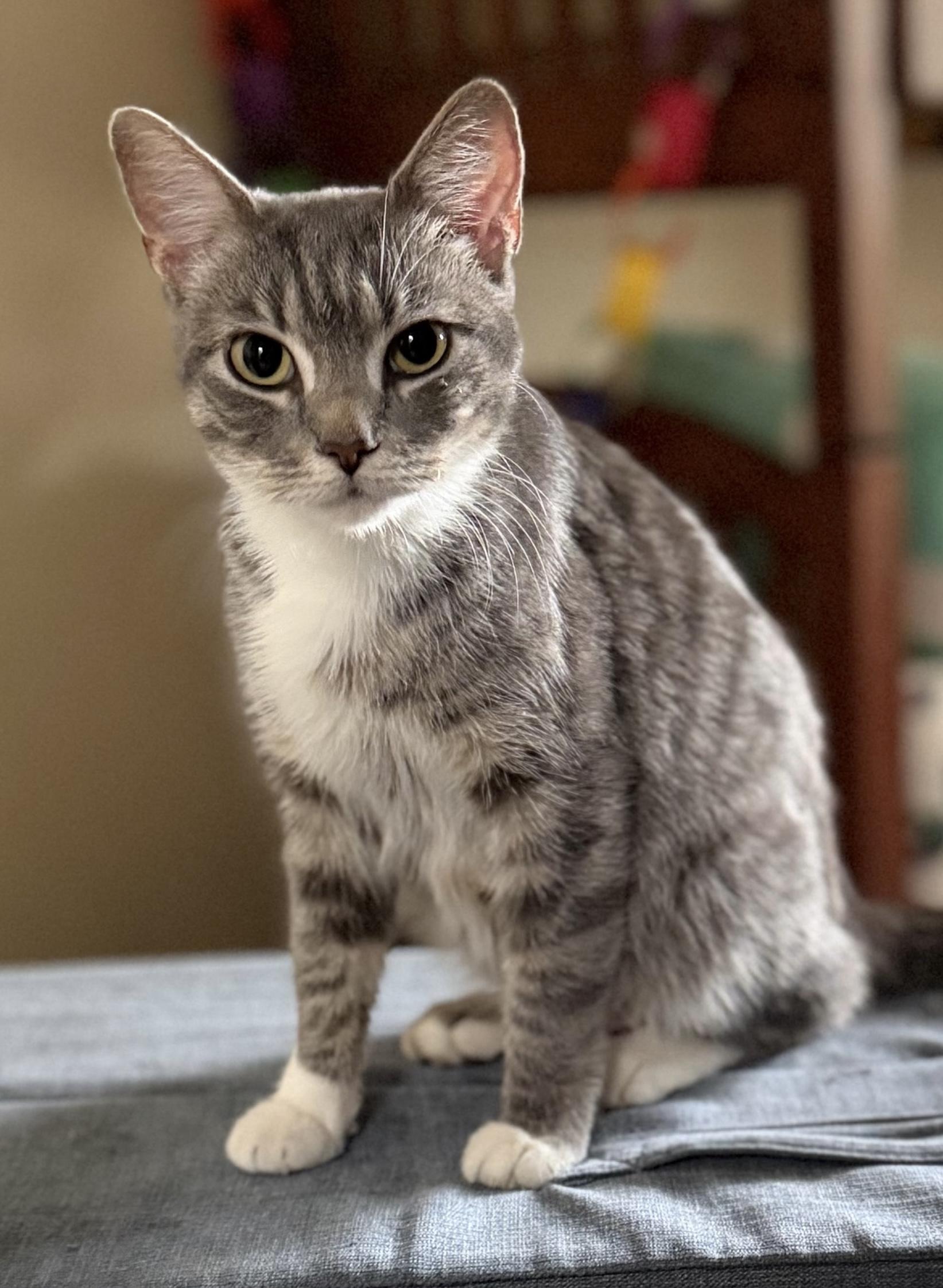 Enlarge Olive Oil, an adopted Domestic Short Hair in Columbus, OH image 1/5