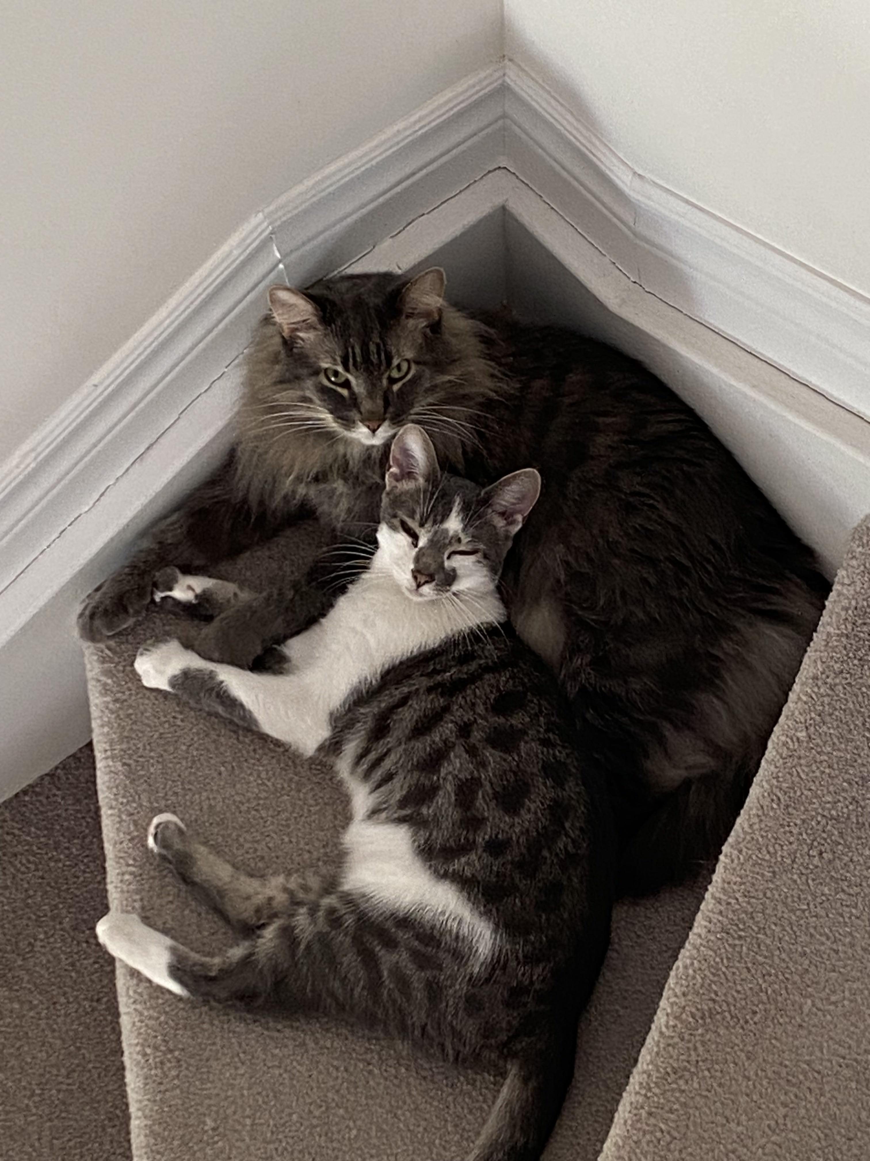 Heidi, a Adoptable Domestic Short Hair in Ashton, ON image 4/4