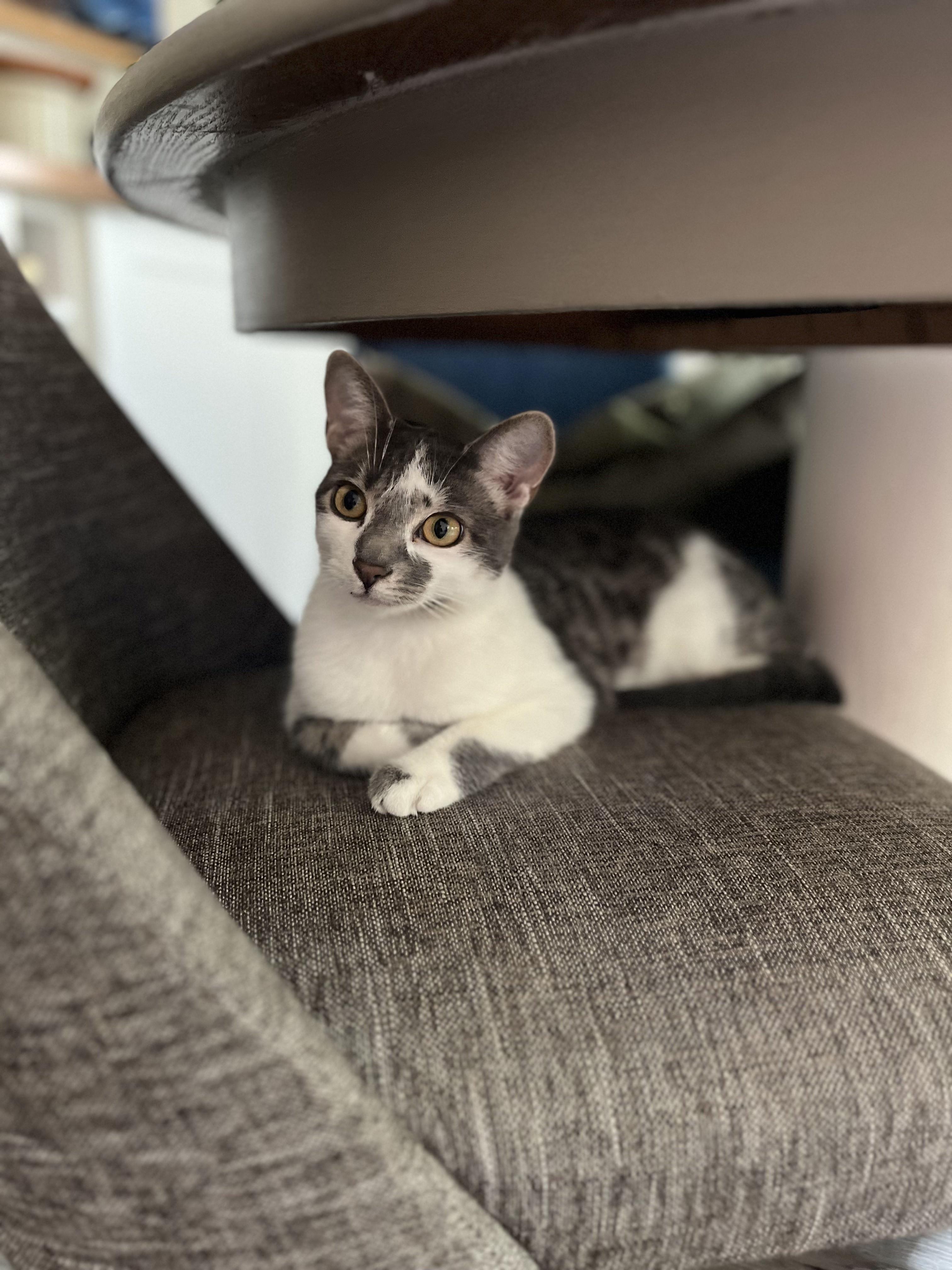 Heidi, a Adoptable Domestic Short Hair in Ashton, ON image 2/4