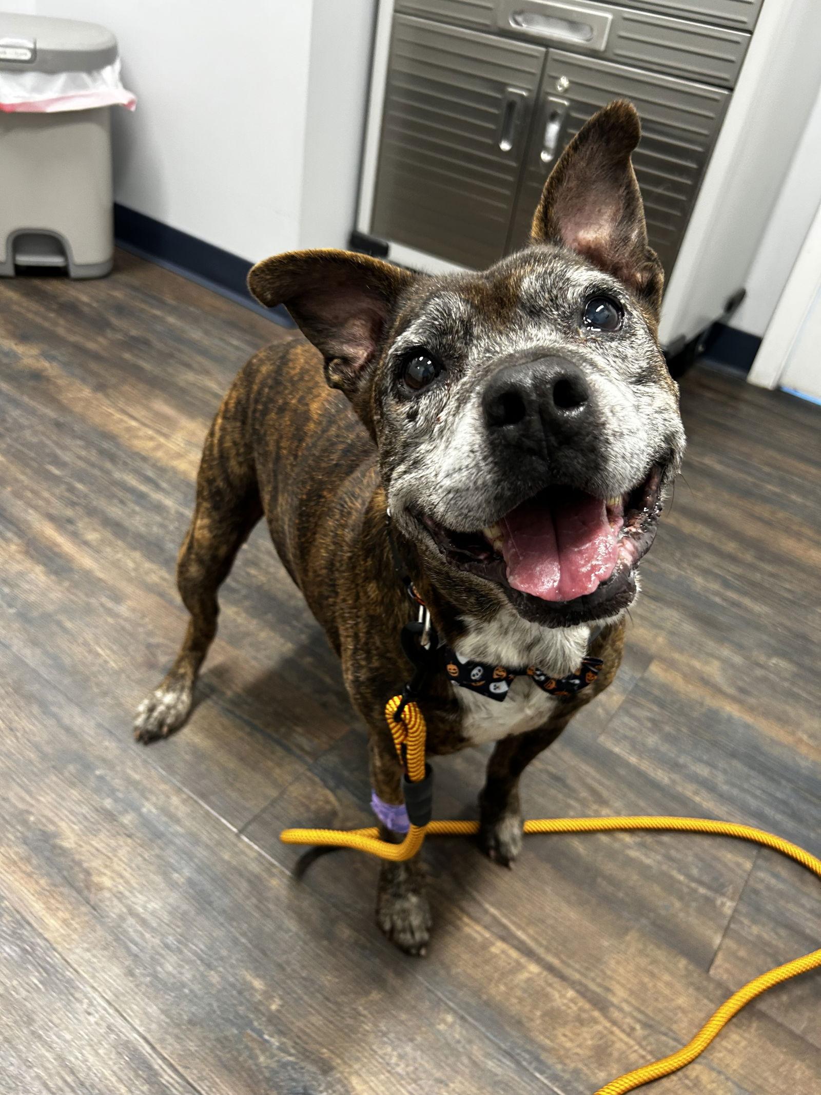 Edgar Allan Poe, Adopted, Senior Male Boxer.