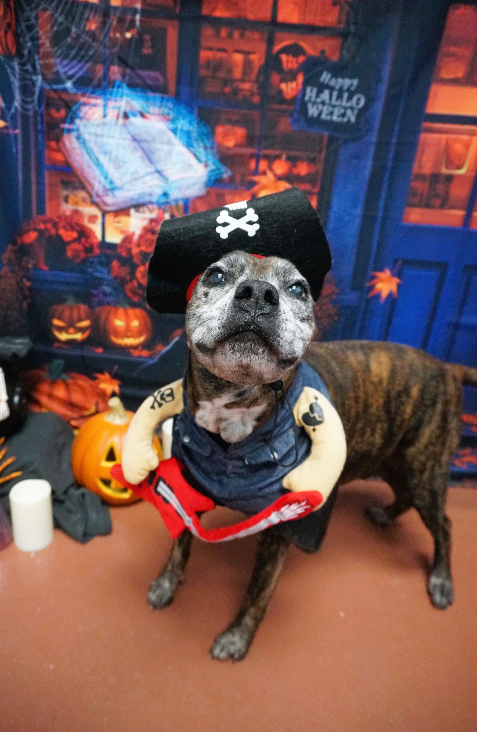 Edgar Allan Poe, a Adopted Boxer in Saint Augustine, FL image 2/3