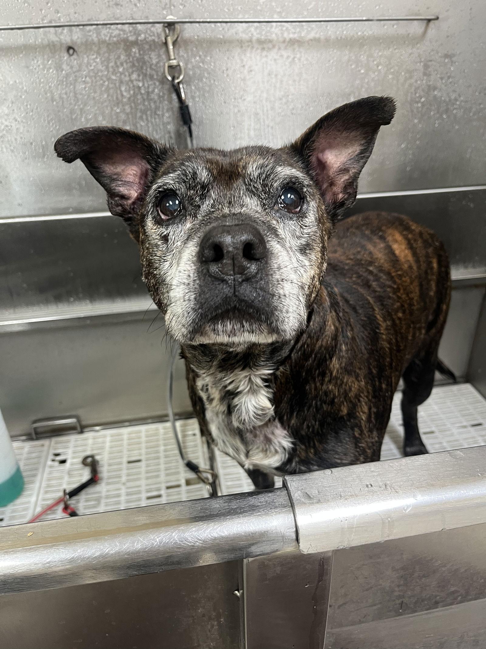 Edgar Allan Poe, a Adopted Boxer in Saint Augustine, FL image 3/3