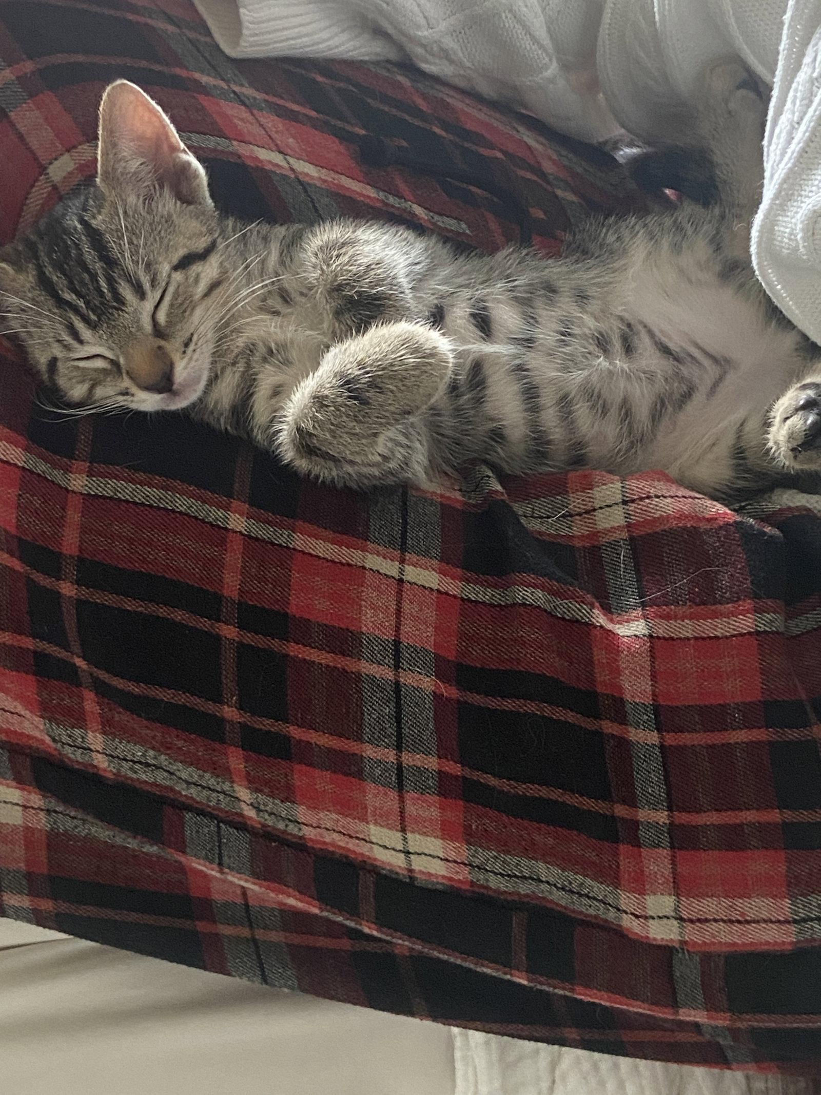 Indiana, a Adoptable Domestic Short Hair in Los Angeles, CA image 2/3