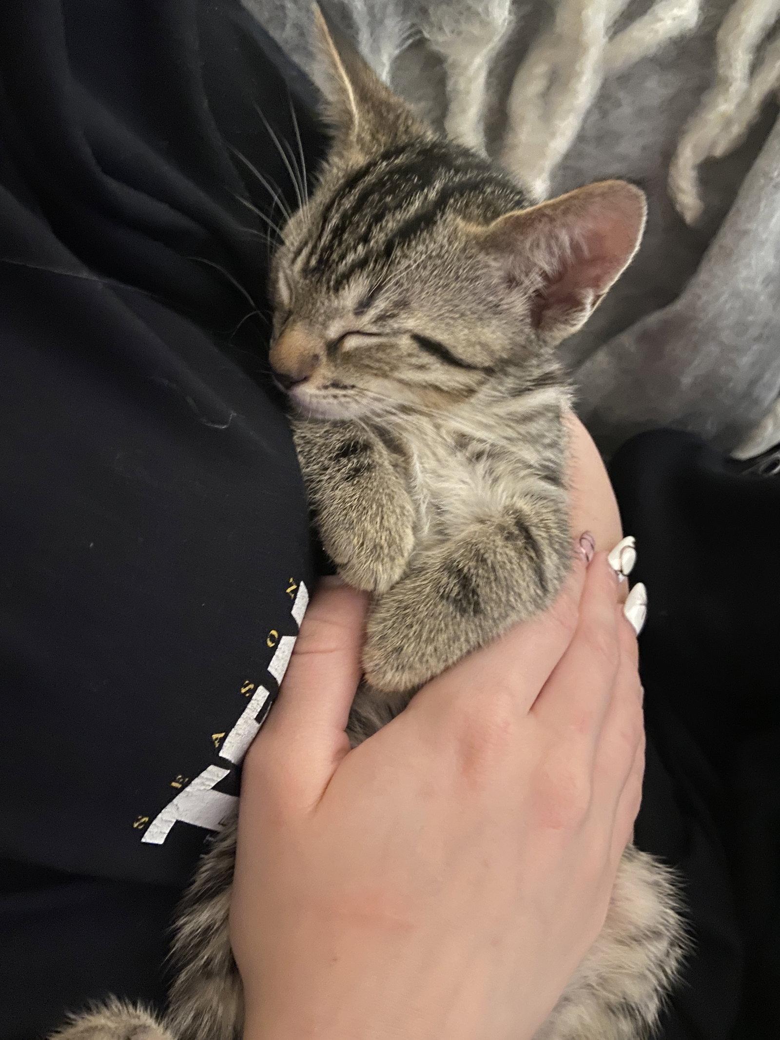 Indiana, a Adoptable Domestic Short Hair in Los Angeles, CA image 3/3