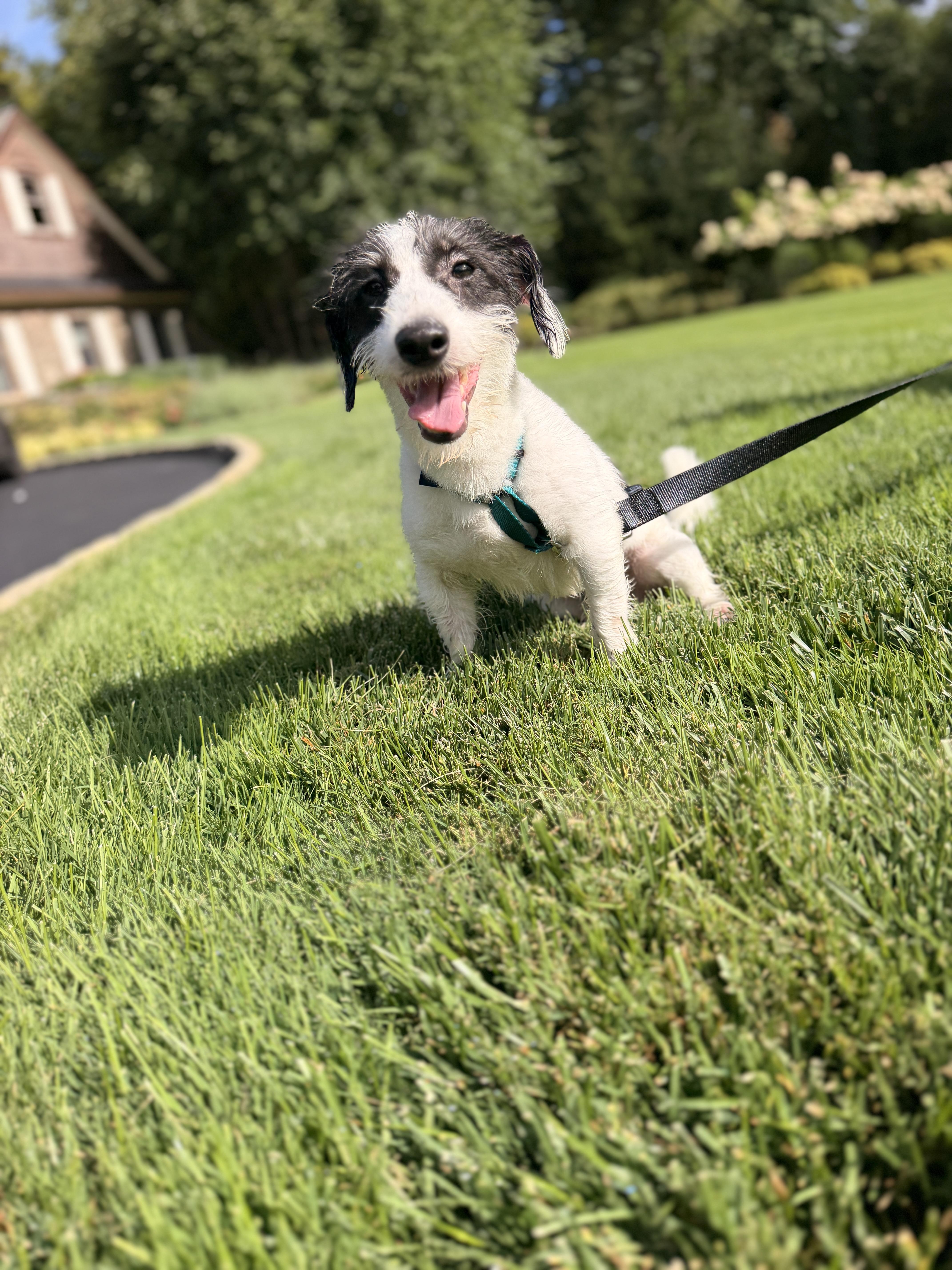 Enlarge Roki, a Adopted mixed breed in Thornwood, NY image 3/5