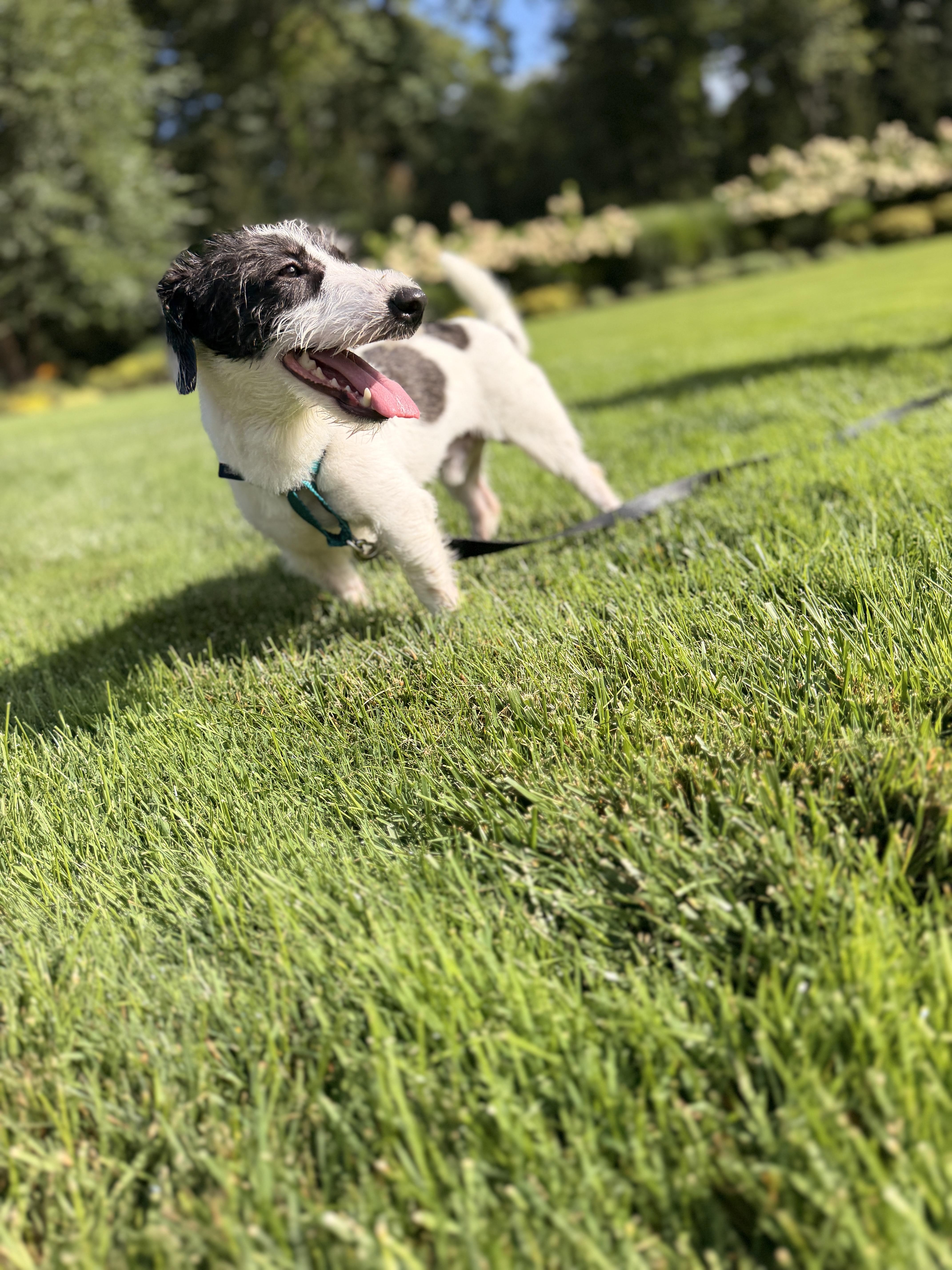 Enlarge Roki, a Adopted mixed breed in Thornwood, NY image 2/5
