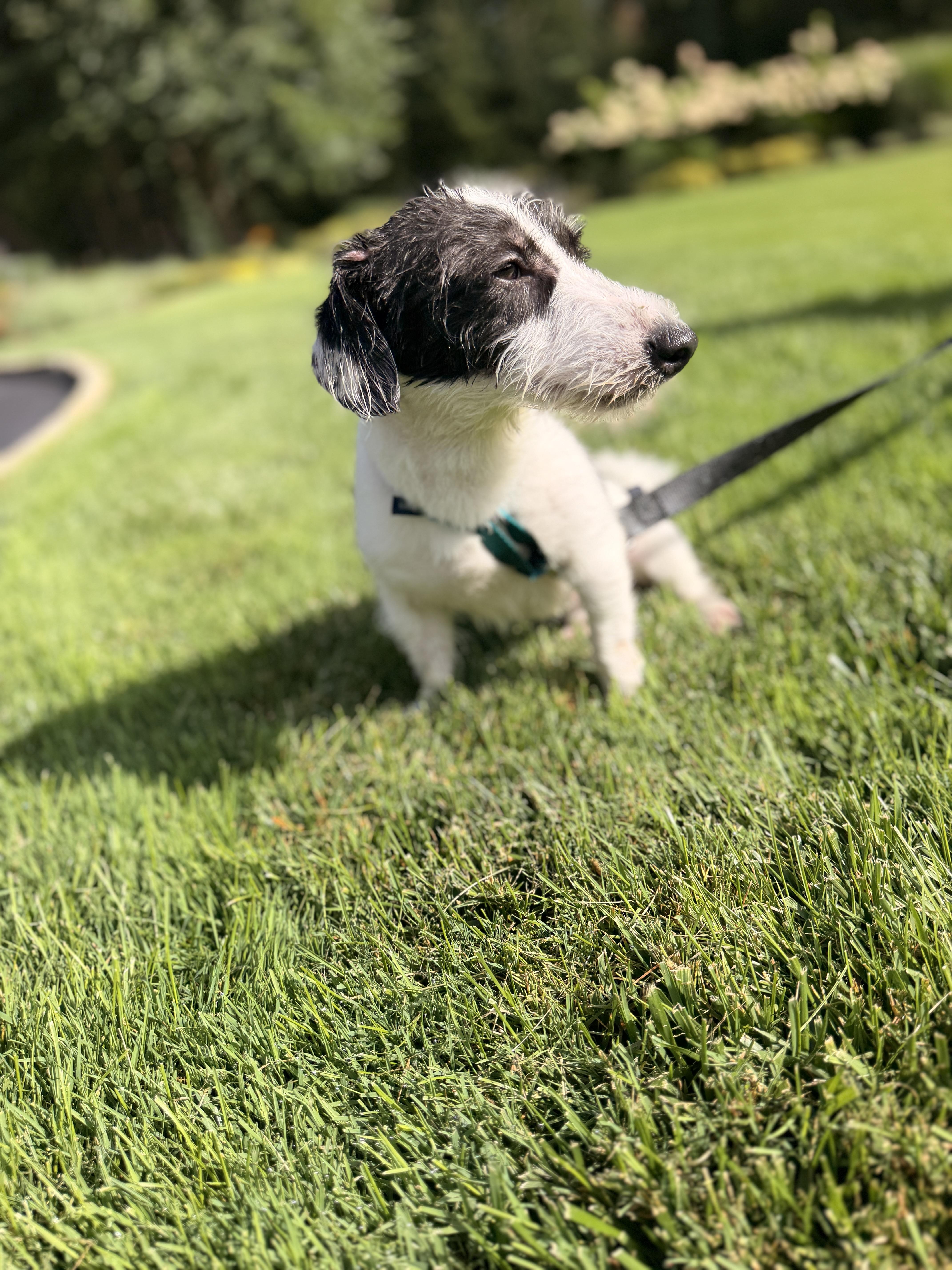 Roki, Adopted, Young Male Dachshund & Jack Russell Terrier.