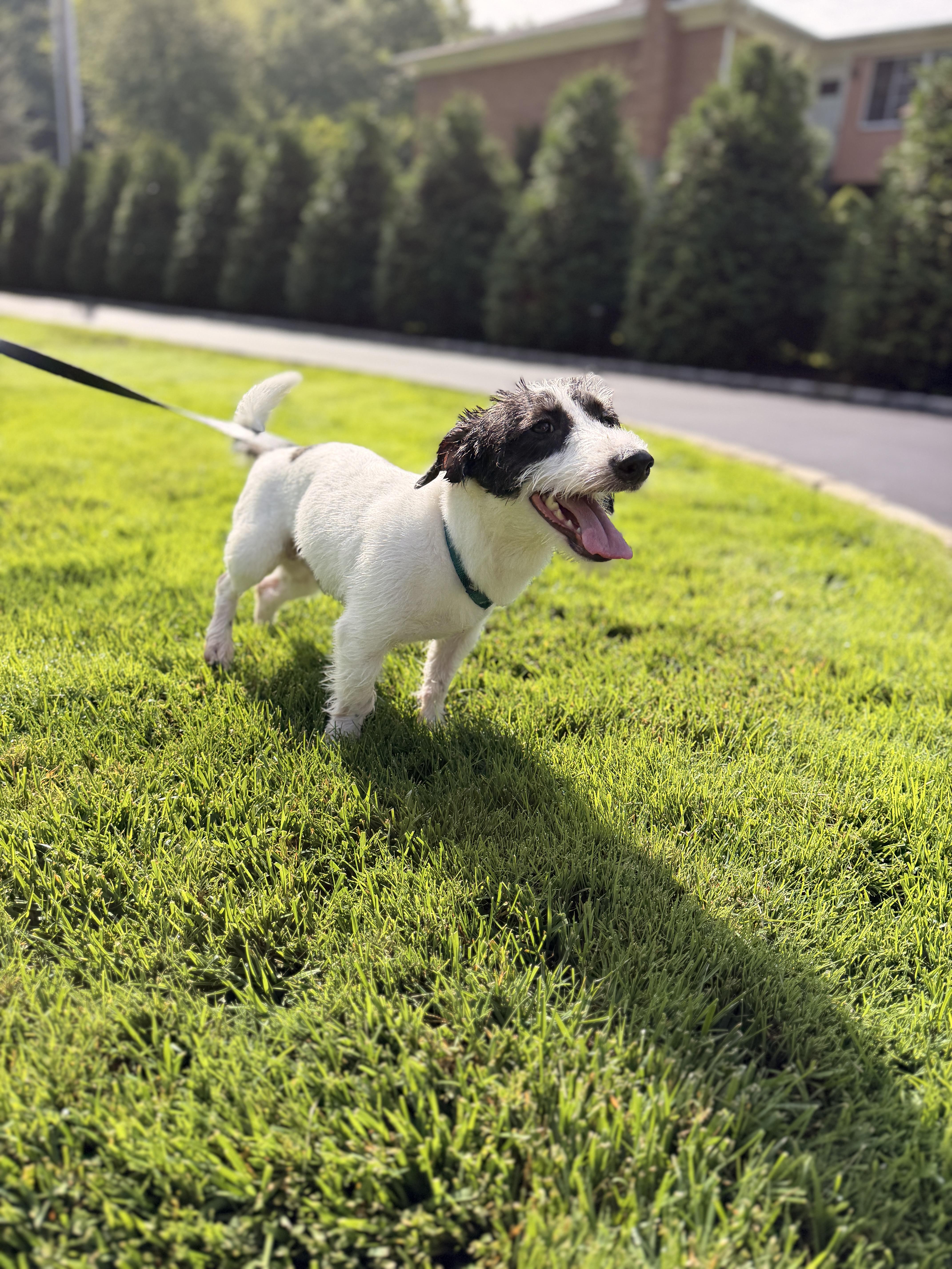 Enlarge Roki, a Adopted mixed breed in Thornwood, NY image 4/5