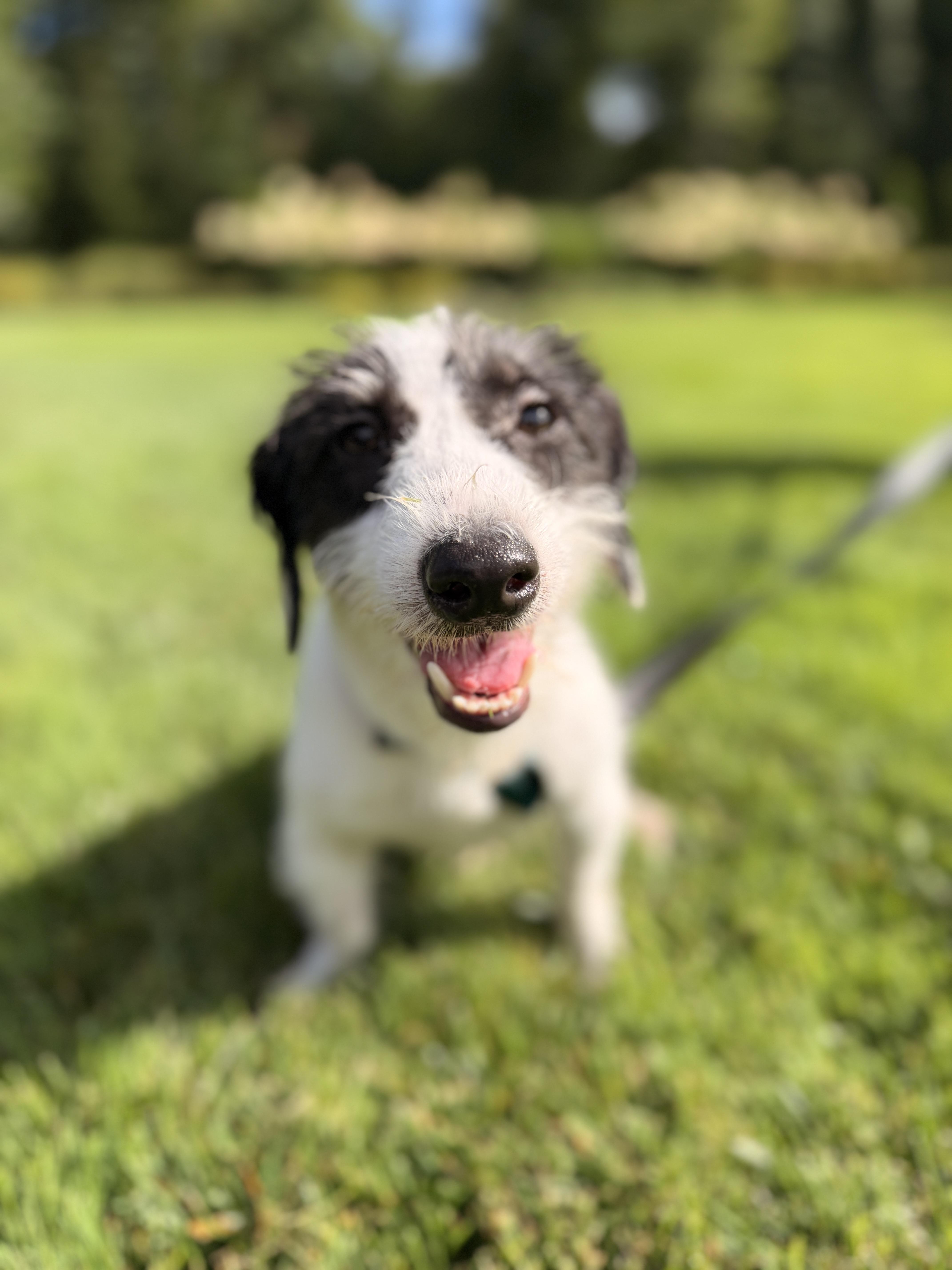 Enlarge Roki, a Adopted mixed breed in Thornwood, NY image 5/5