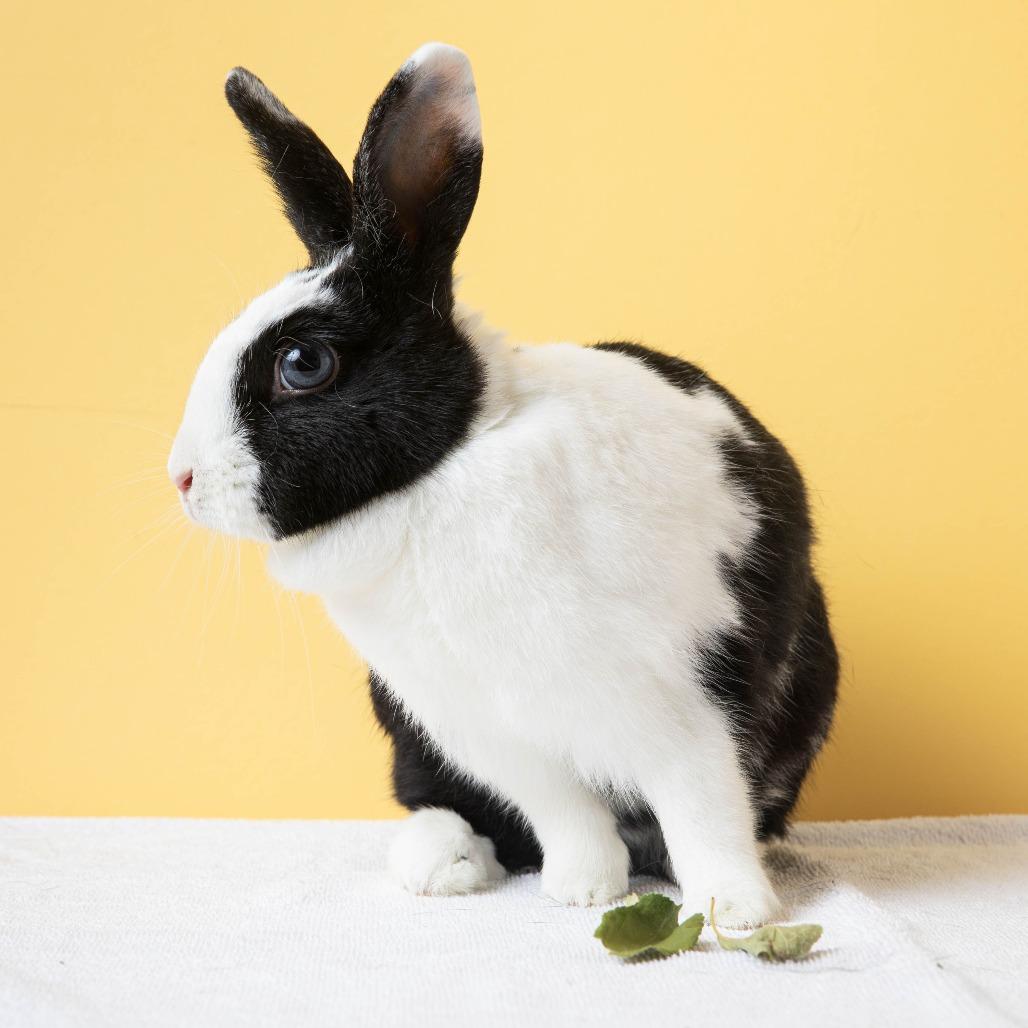 Kuromi, Adoptable, Adult Female Bunny Rabbit.