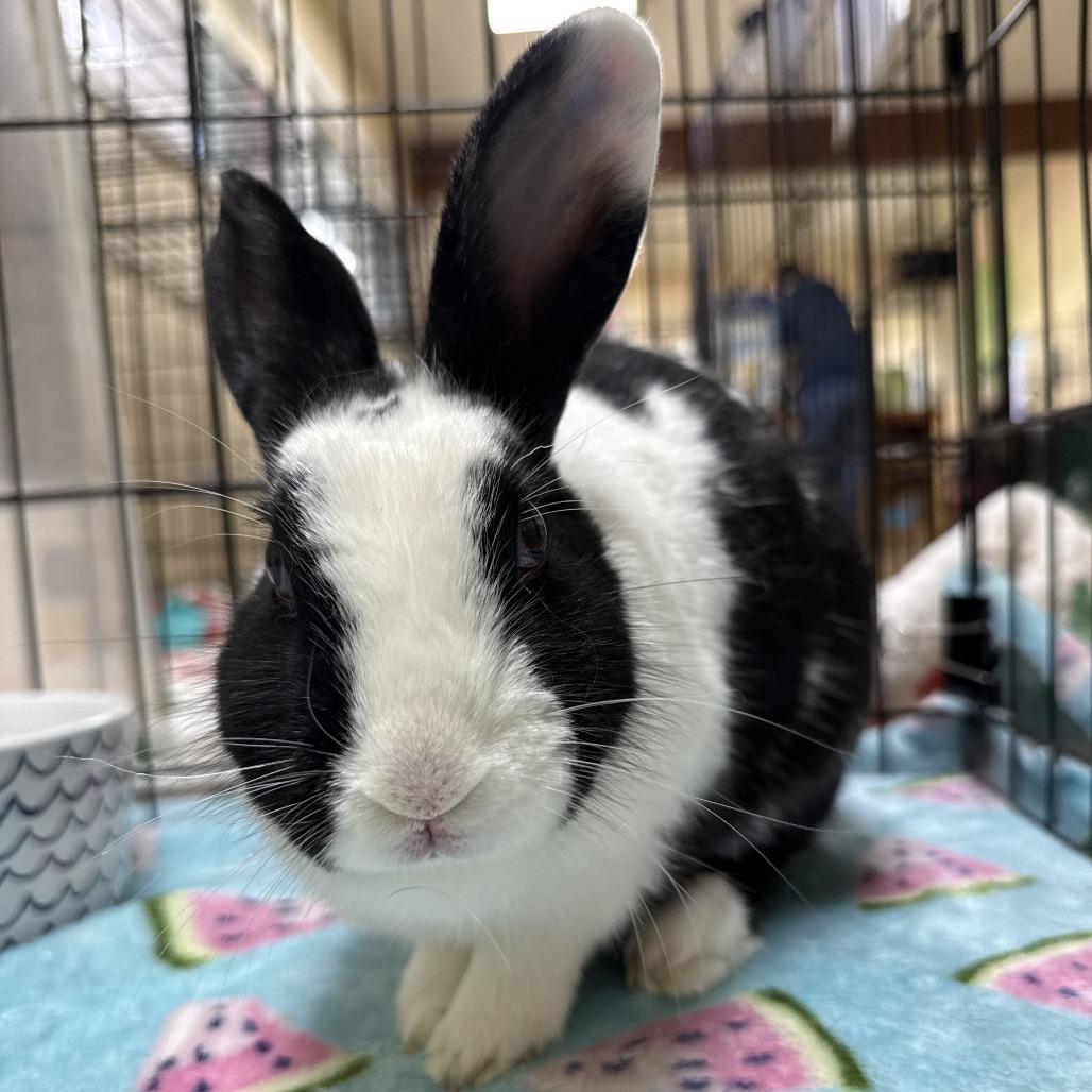 Enlarge Kuromi, a Adoptable Bunny Rabbit in Richmond, CA image 2/6