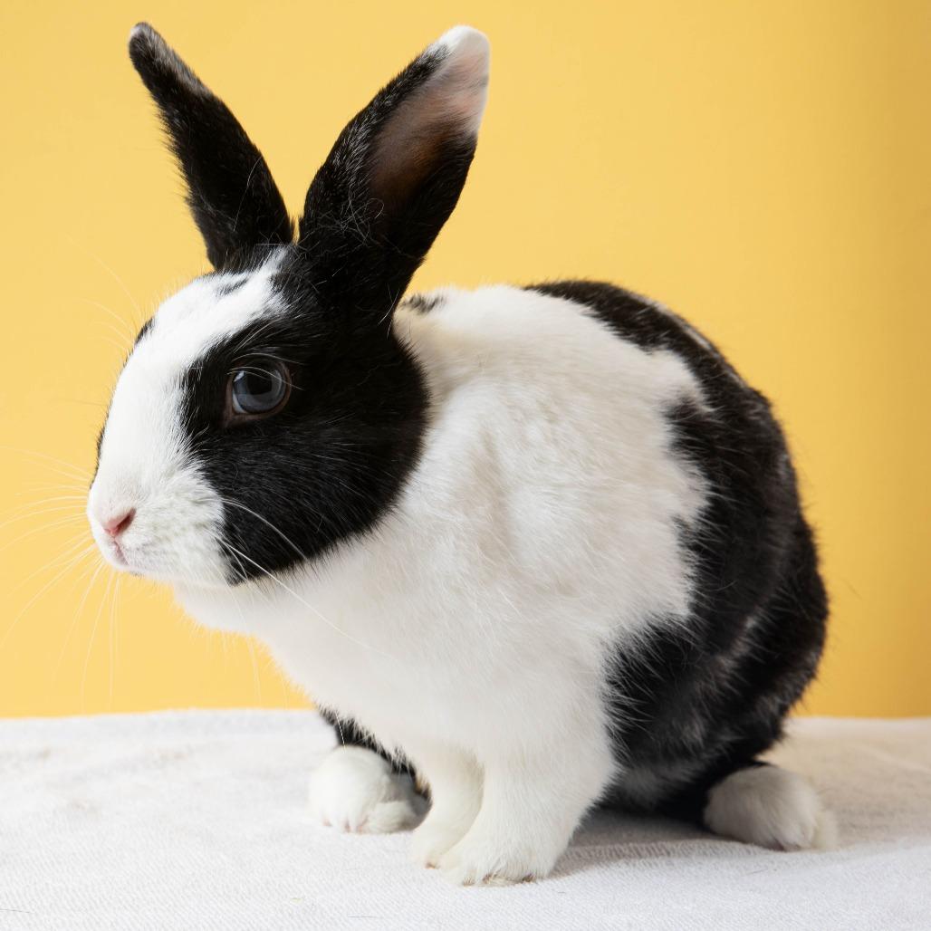 Enlarge Kuromi, a Adoptable Bunny Rabbit in Richmond, CA image 3/6