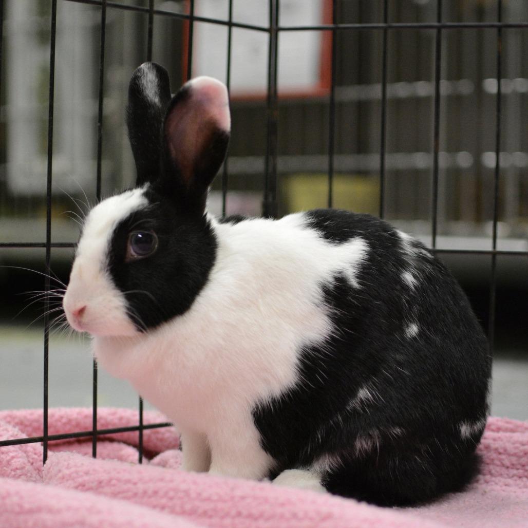Enlarge Kuromi, a Adoptable Bunny Rabbit in Richmond, CA image 4/6