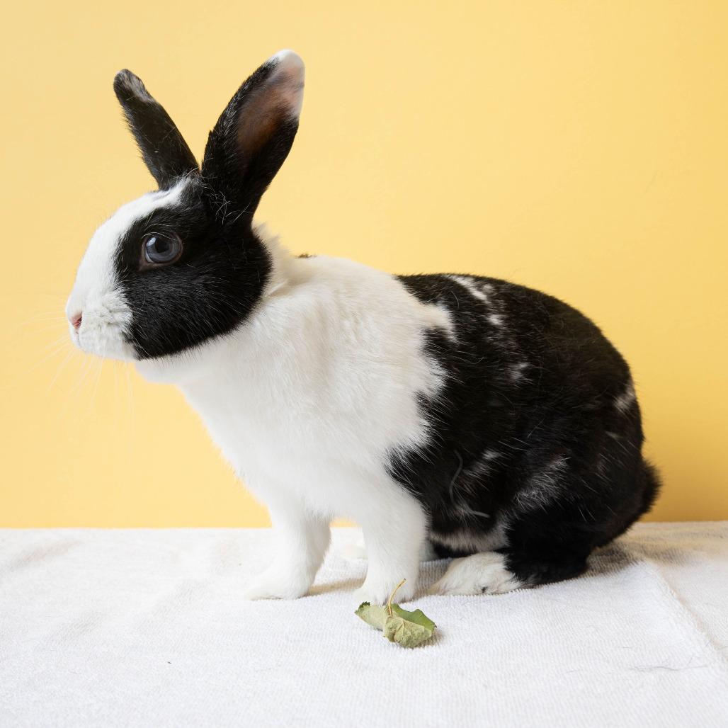 Enlarge Kuromi, a Adoptable Bunny Rabbit in Richmond, CA image 5/6
