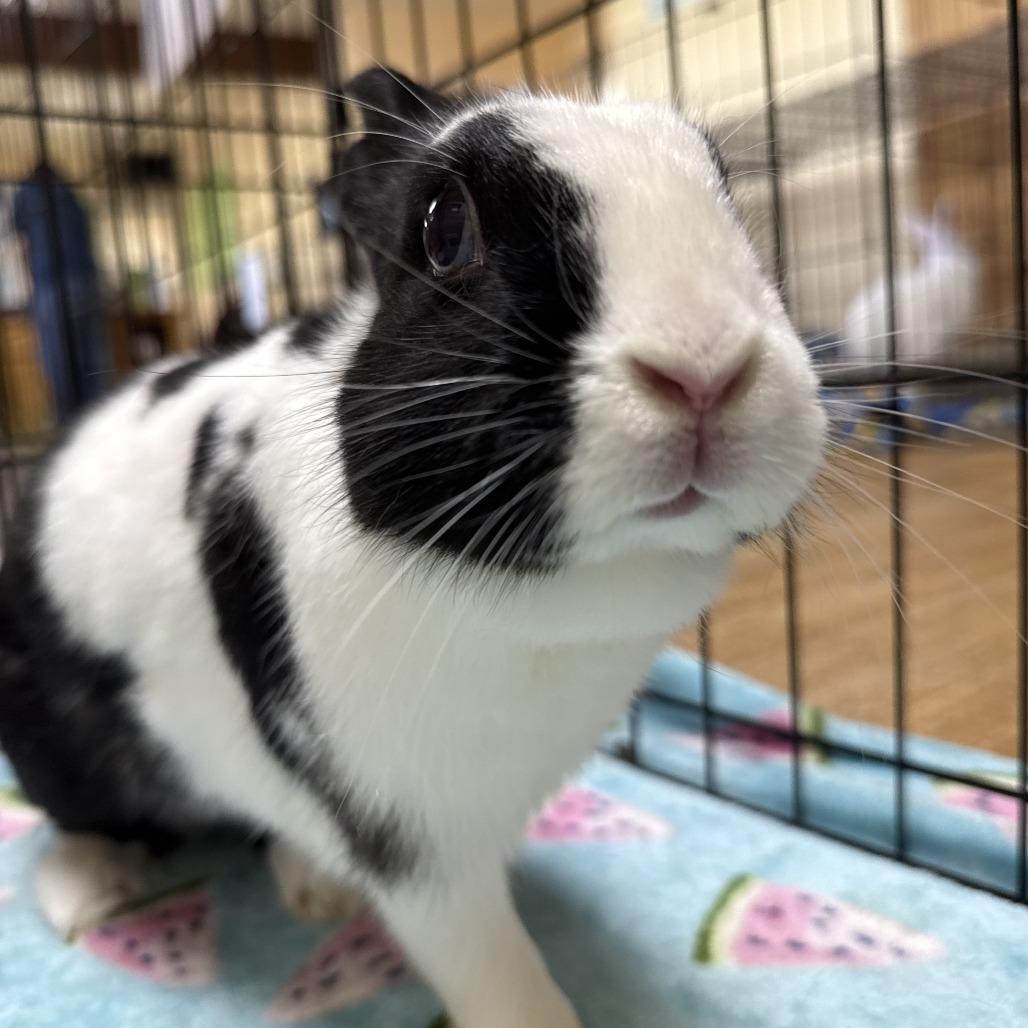 Enlarge Kuromi, a Adoptable Bunny Rabbit in Richmond, CA image 6/6