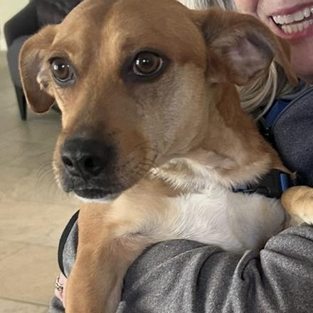 Pupcorn — thumbnail 2