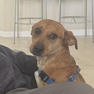 Pupcorn — thumbnail 3