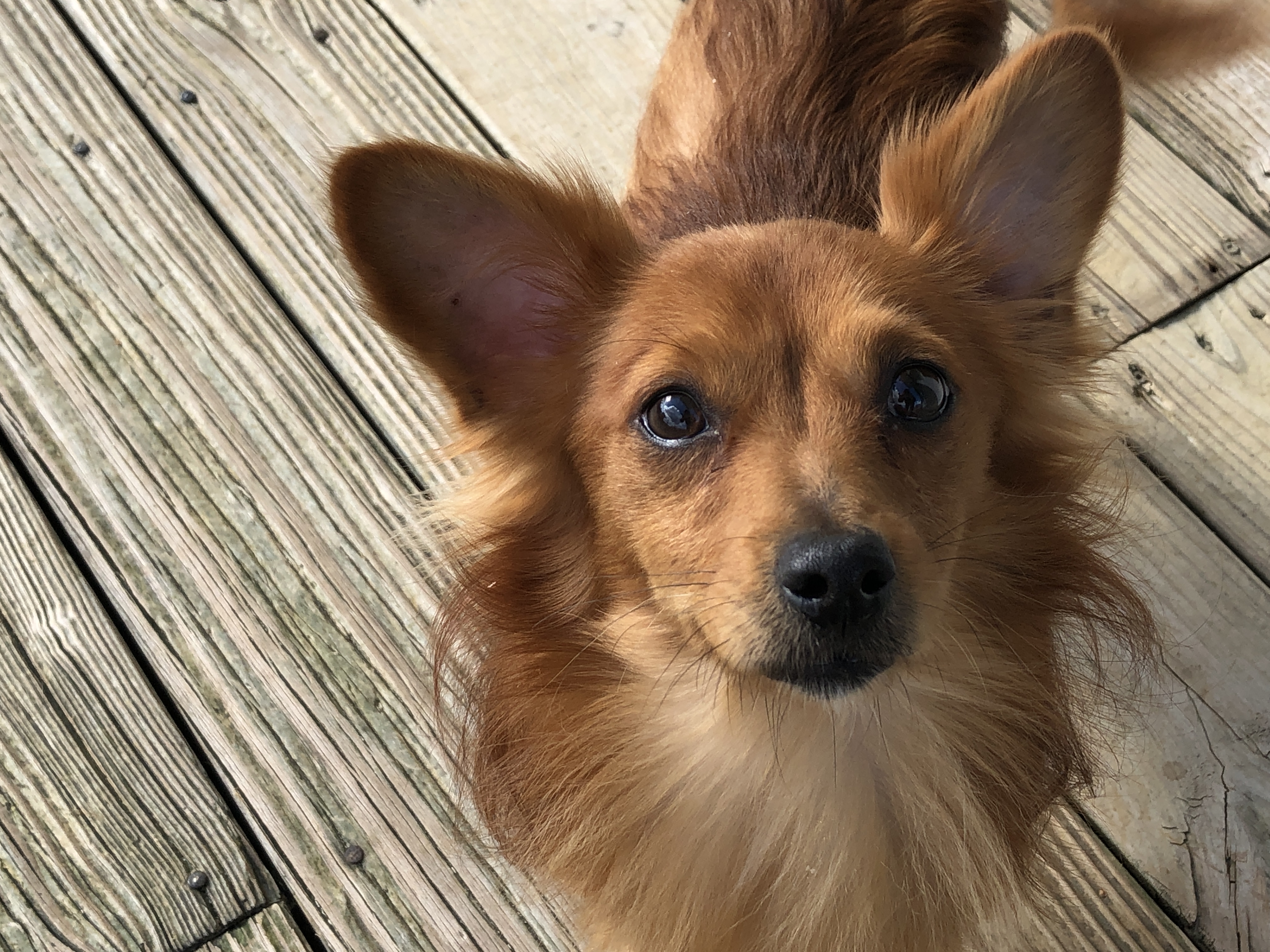 Enlarge Harrison, a Adopted mixed breed in Wilmington, VT image 1/3