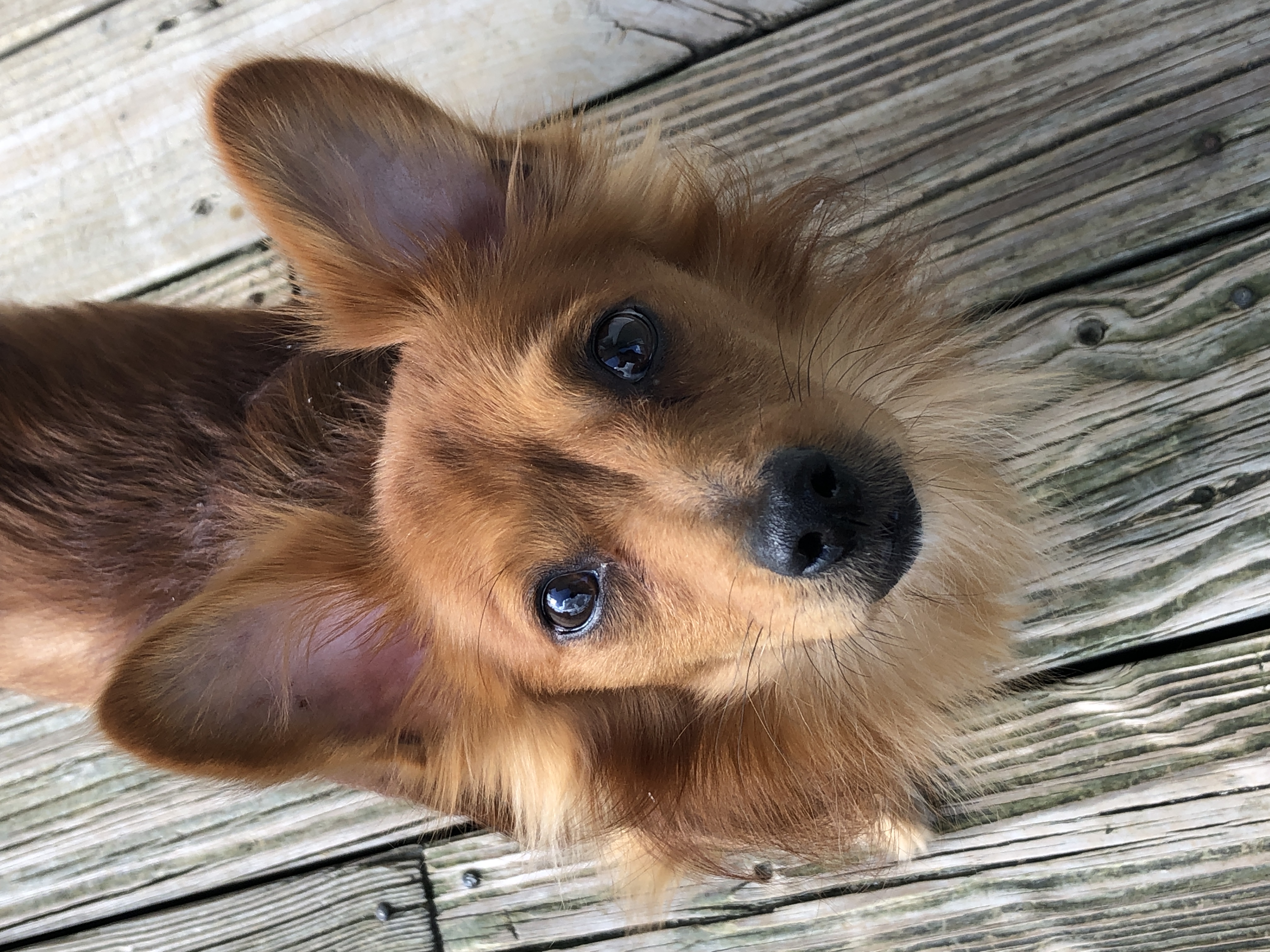 Enlarge Harrison, a Adopted mixed breed in Wilmington, VT image 3/3
