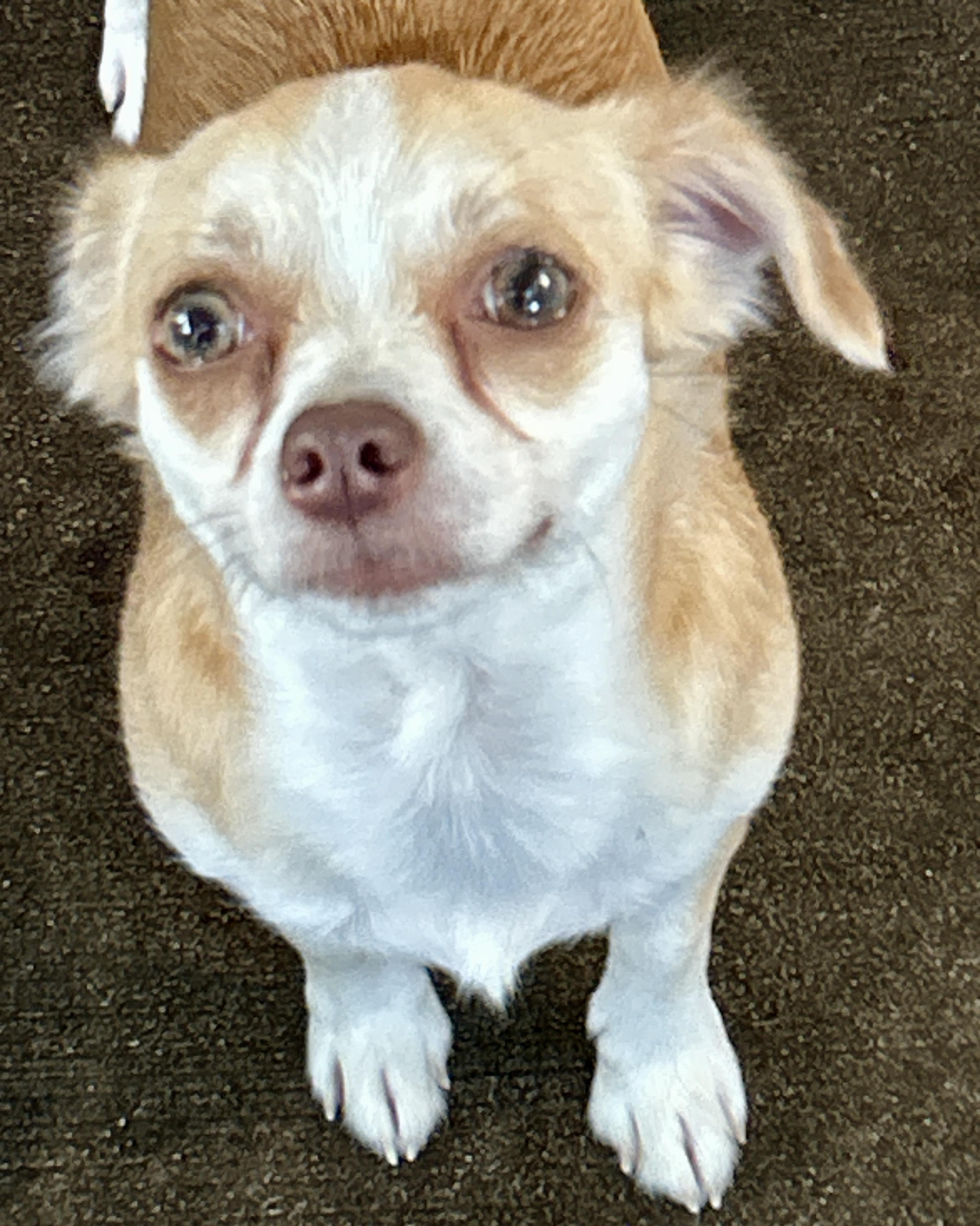 Autumn, a ADOPTABLE mixed breed in Sarasota, FL image 1/2