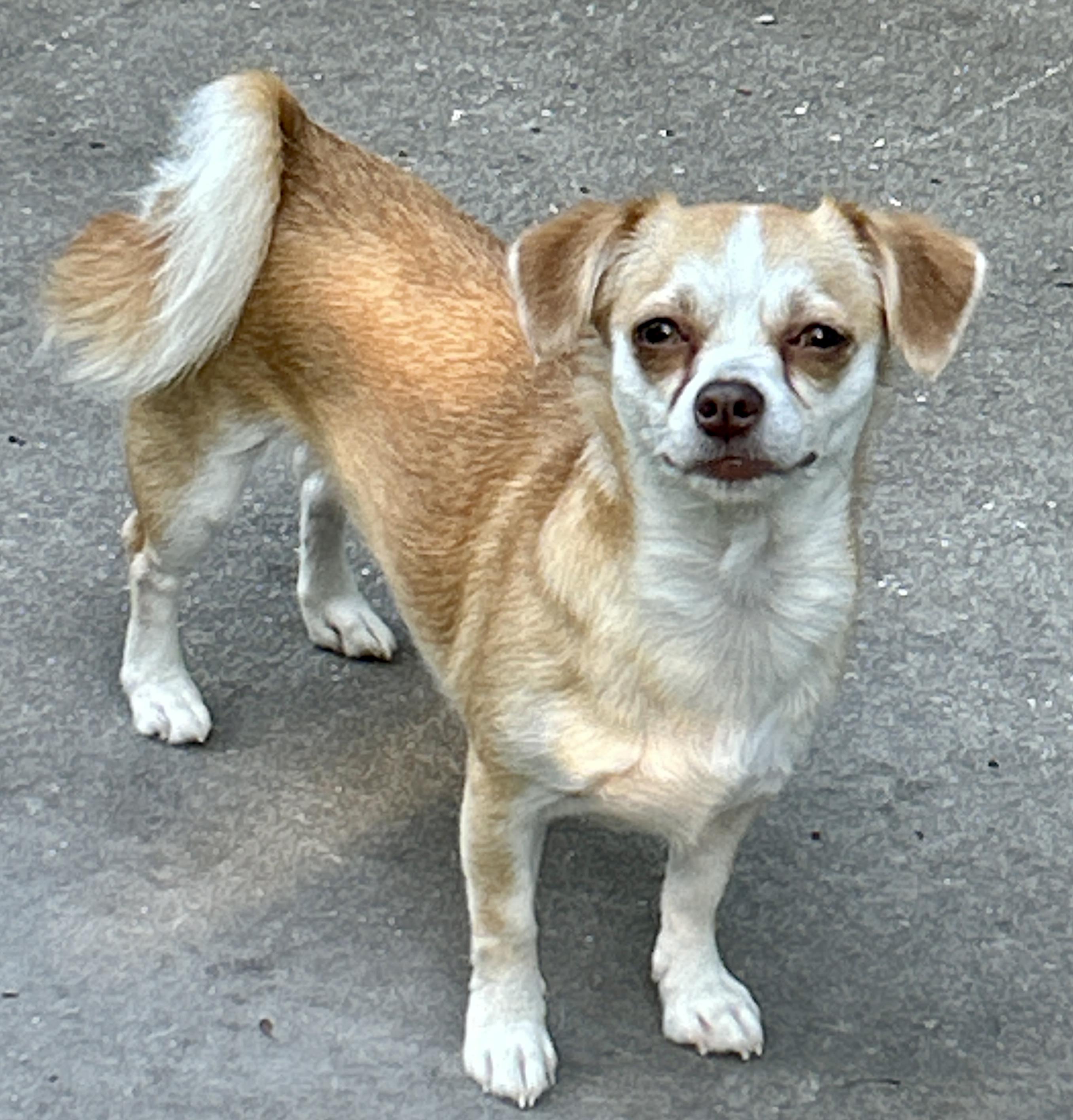 Autumn, a ADOPTABLE mixed breed in Sarasota, FL image 2/2