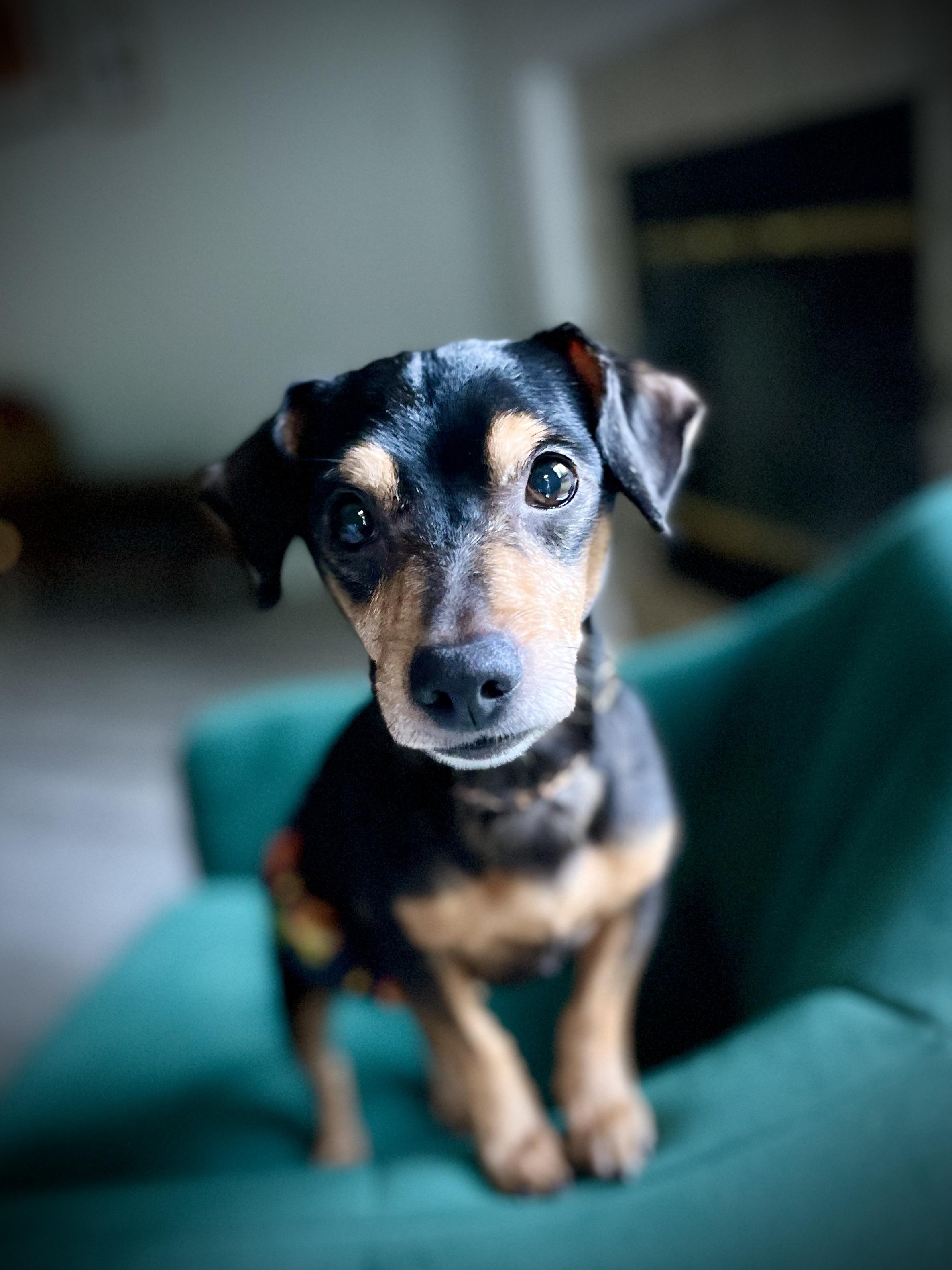 Enlarge Henry, an adopted mixed breed in Milton, FL image 5/5