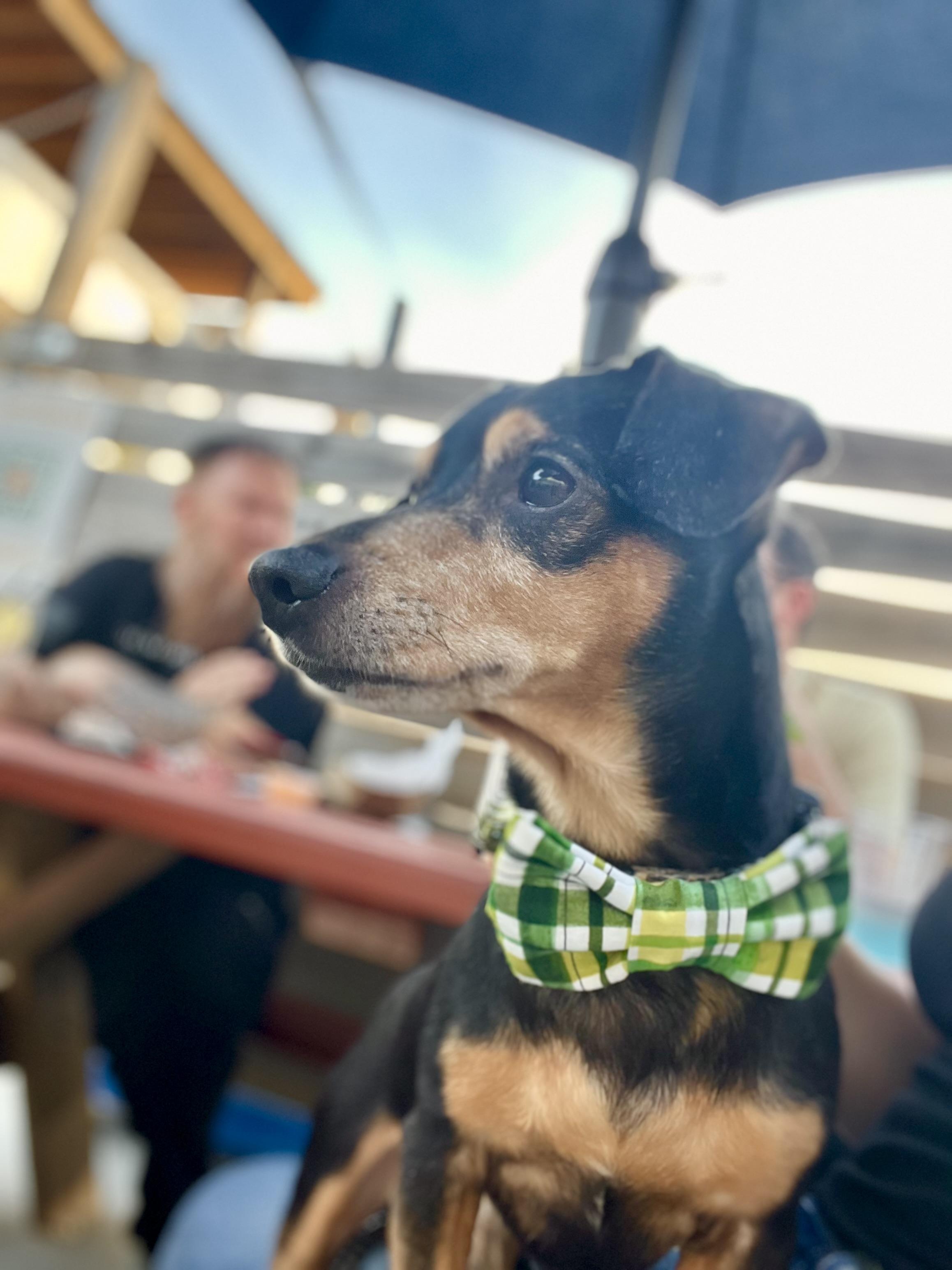 Enlarge Henry, an adopted mixed breed in Milton, FL image 4/5