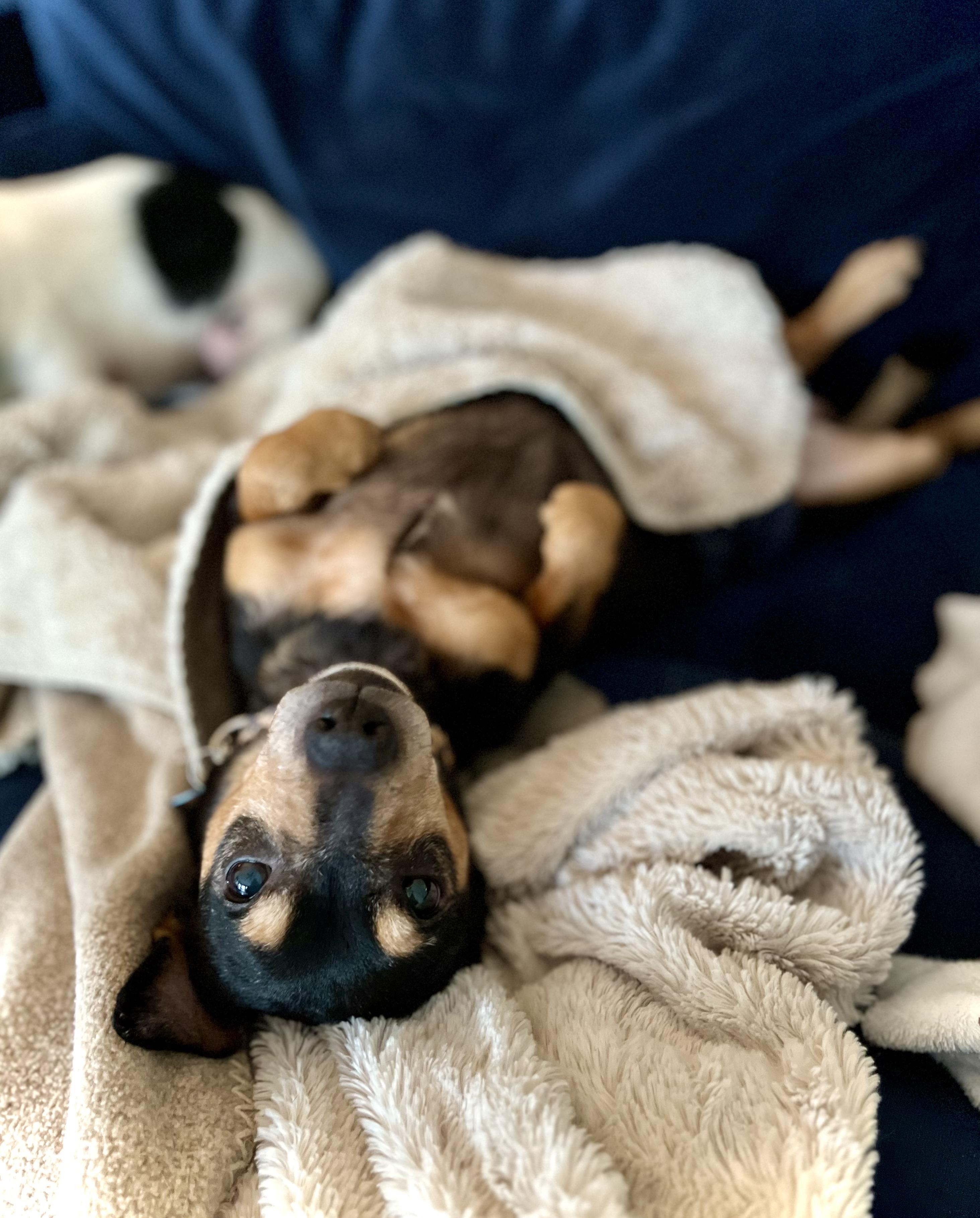 Henry, adopted, Senior Male Dachshund.