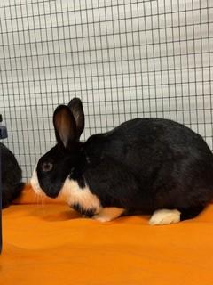 Flop, Adoptable, Young Female Dutch & Bunny Rabbit.