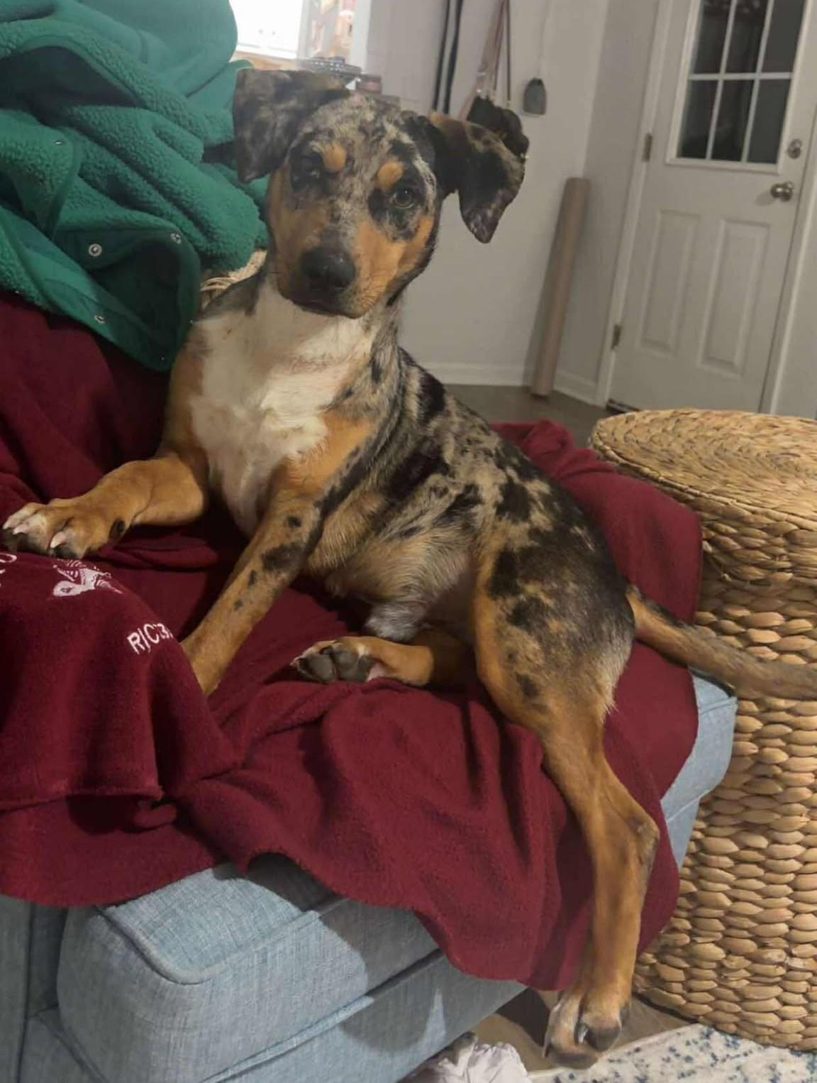 Enlarge Murphy, a ADOPTABLE Mixed Breed in Northwood, NH image 3/3