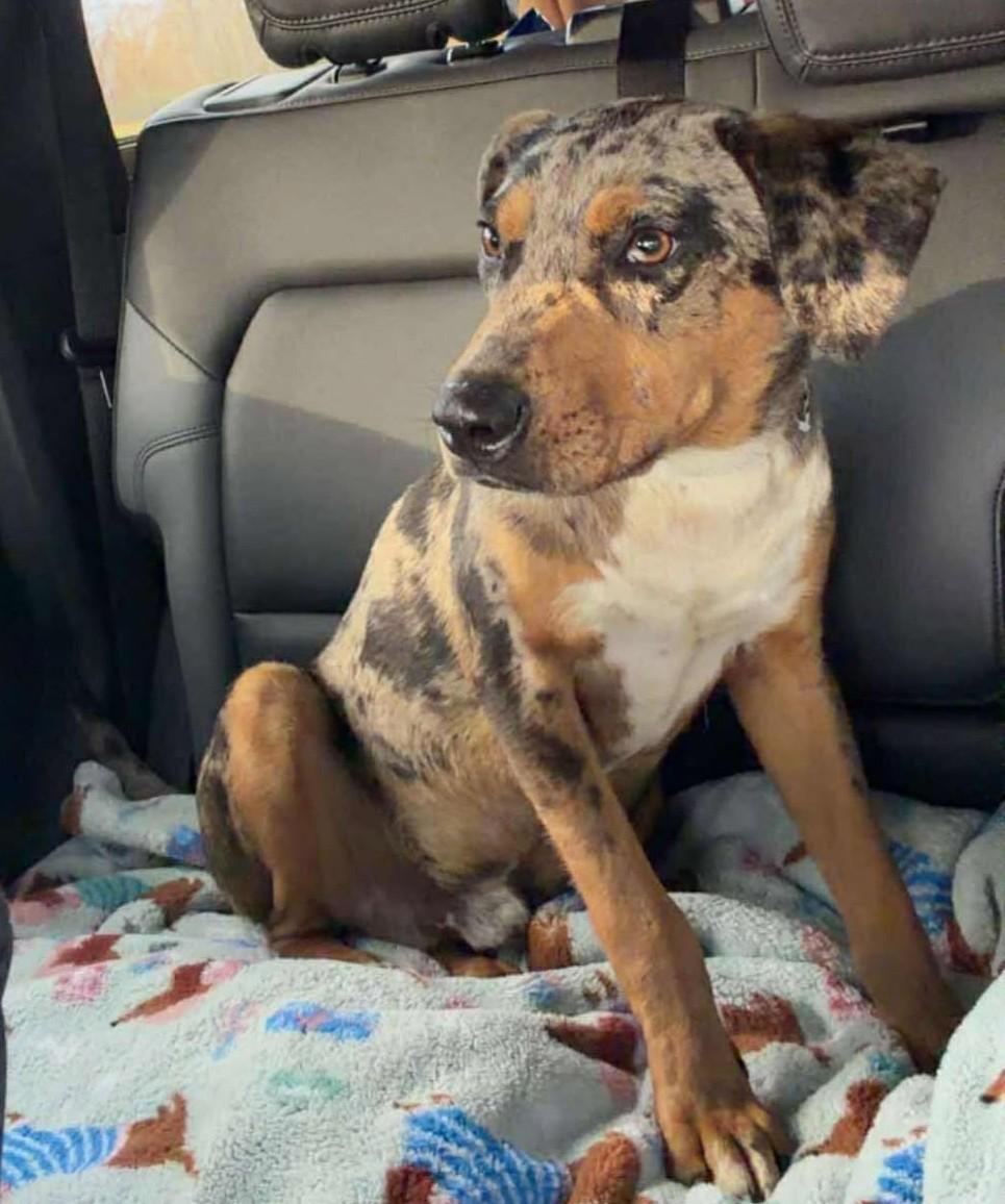 Enlarge Murphy, a ADOPTABLE Mixed Breed in Northwood, NH image 2/3