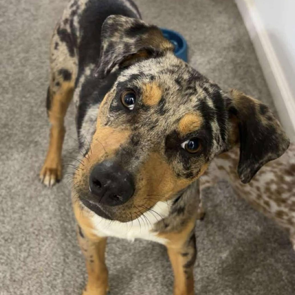 Enlarge Murphy, a ADOPTABLE Mixed Breed in Northwood, NH image 1/3