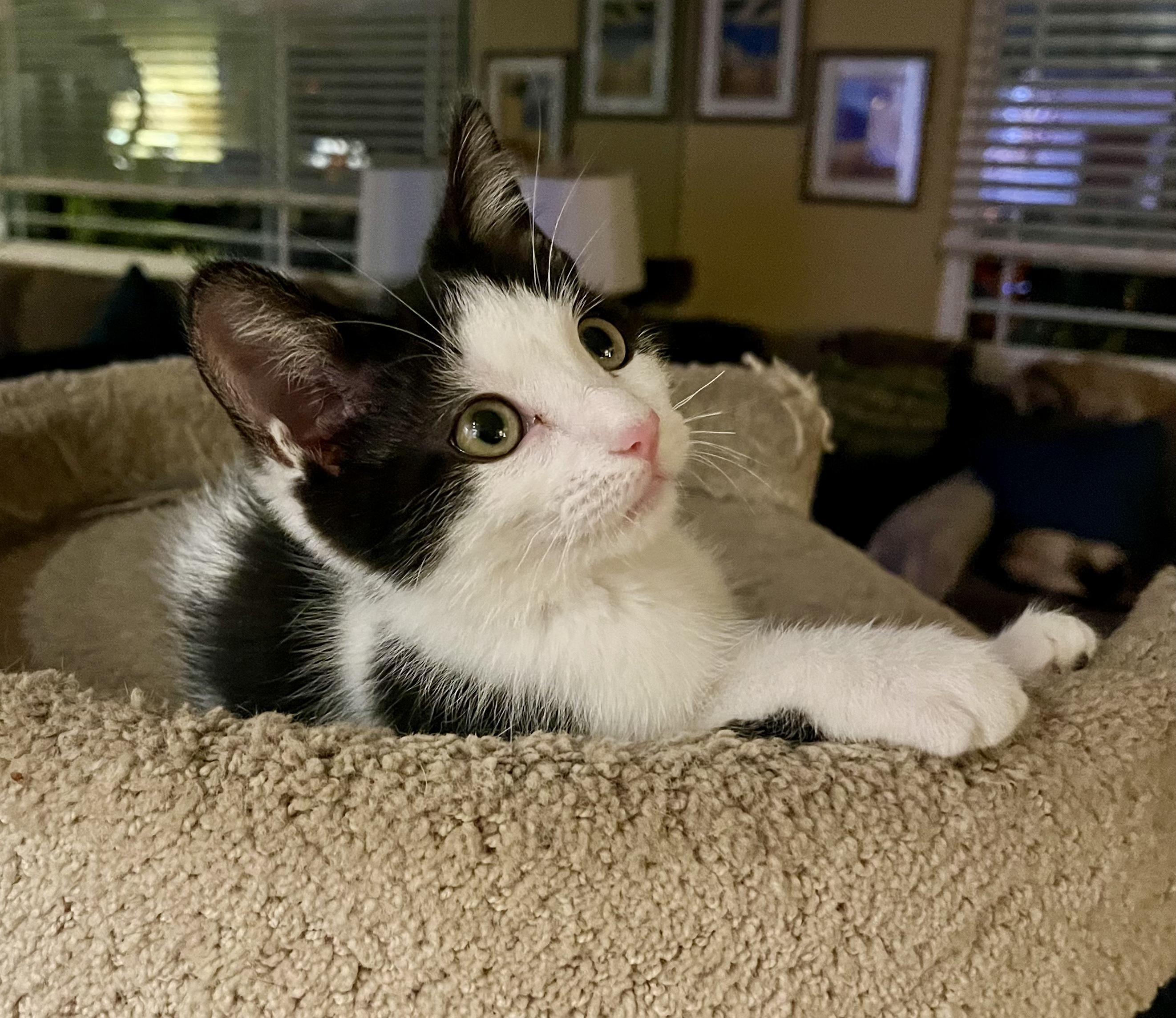 Adopt Davey: Your New Favorite Feline Friend!, a Adoptable American Shorthair in Tustin, CA image 3/6