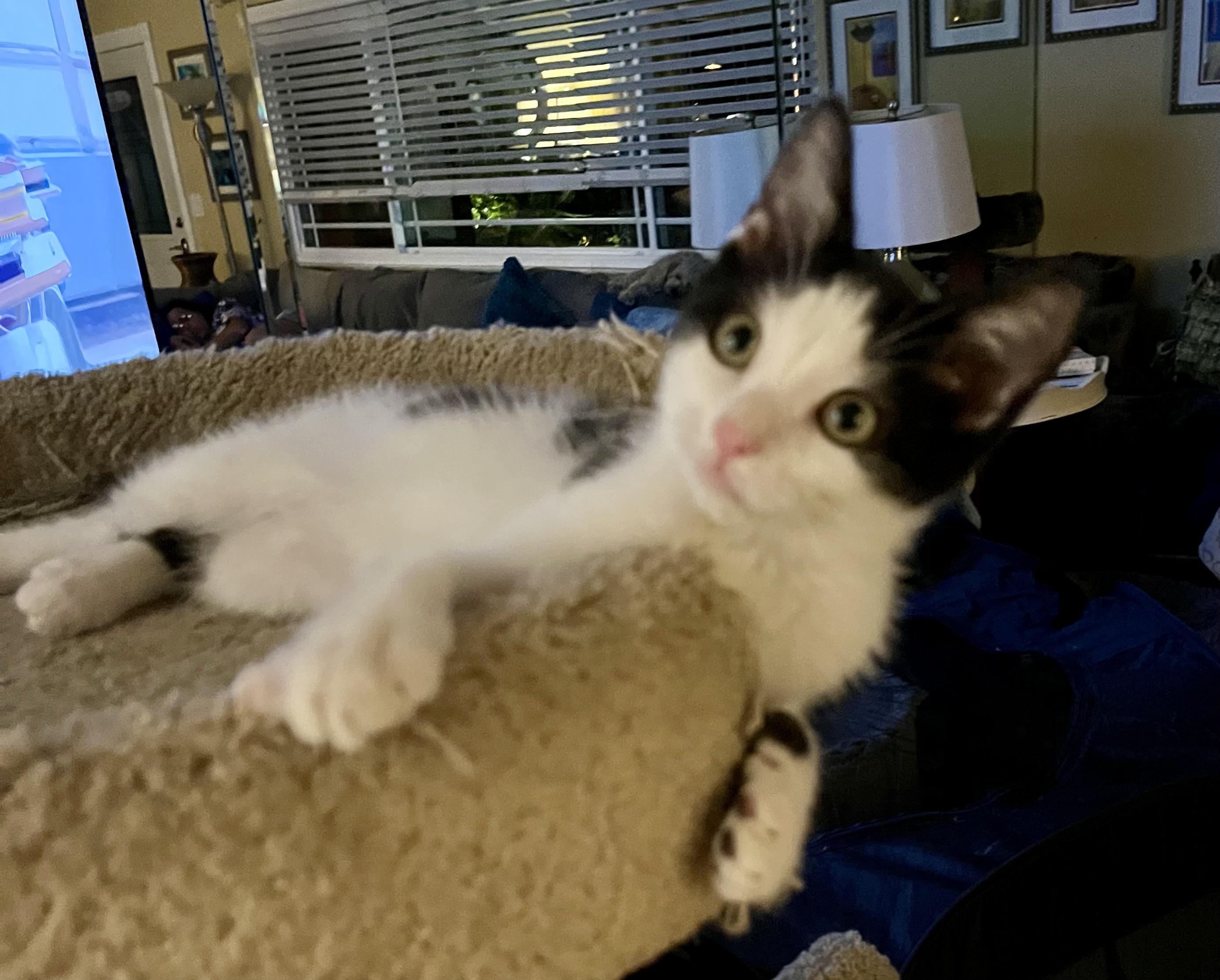 Adopt Davey: Your New Favorite Feline Friend!