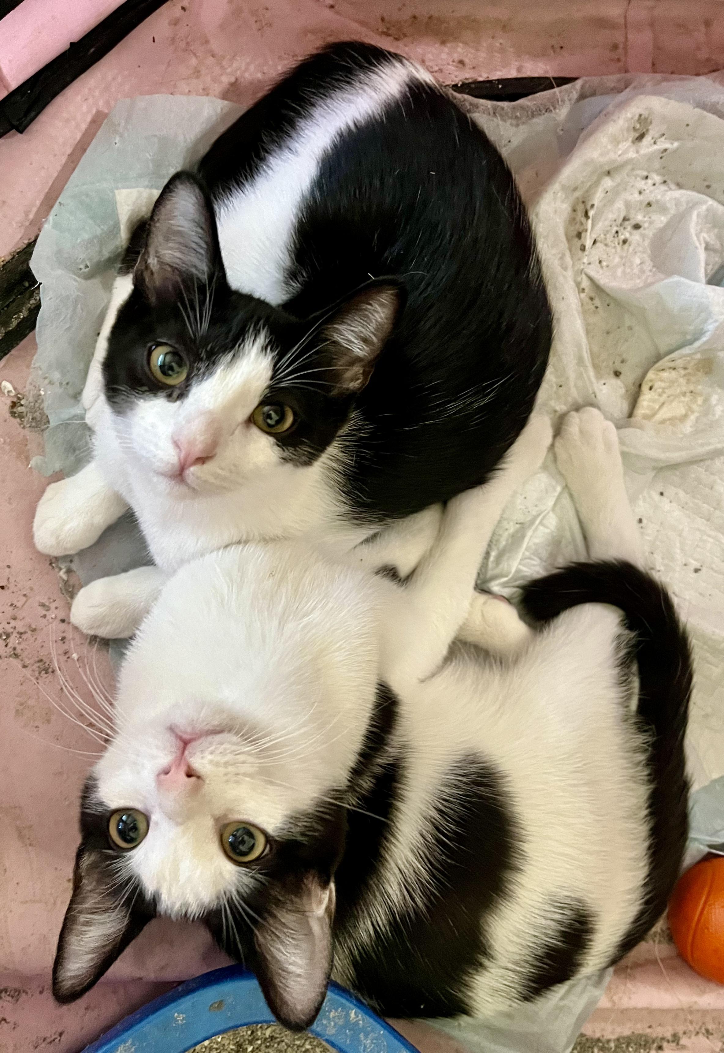 Adopt Davey: Your New Favorite Feline Friend!, a Adoptable American Shorthair in Tustin, CA image 5/6