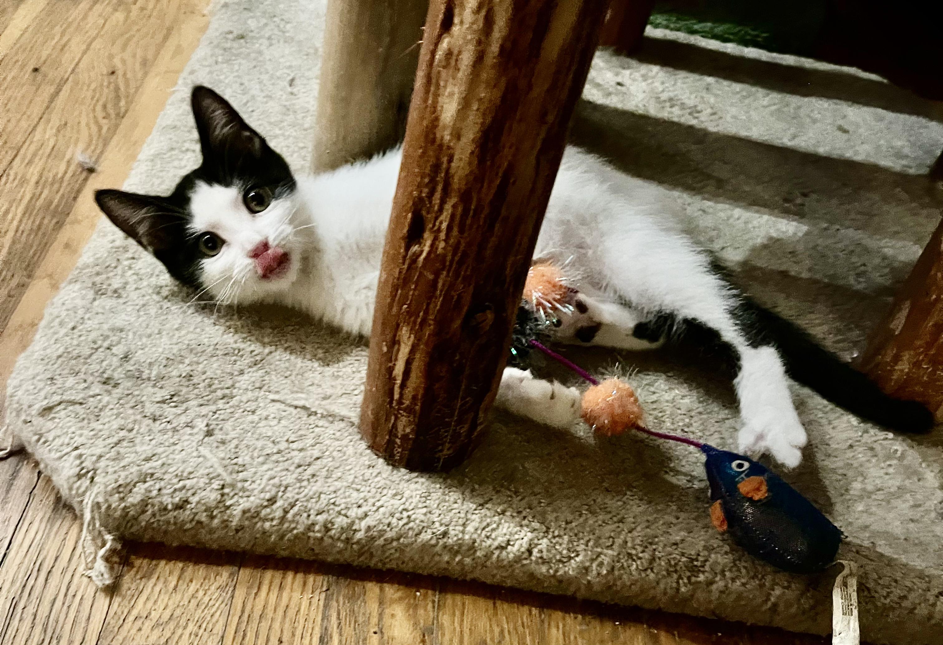 Adopt Davey: Your New Favorite Feline Friend!