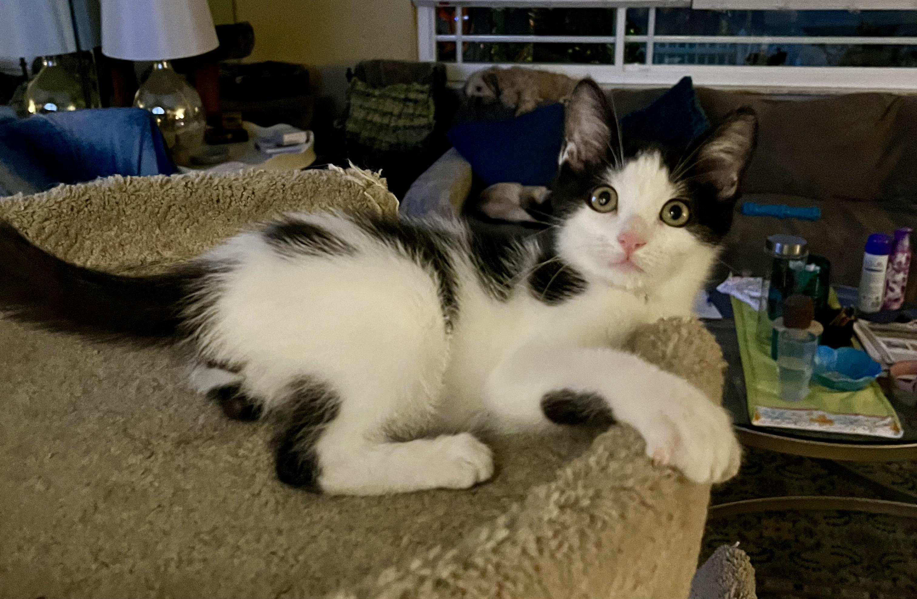 Adopt Davey: Your New Favorite Feline Friend!, Adoptable, Young Male American Shorthair.