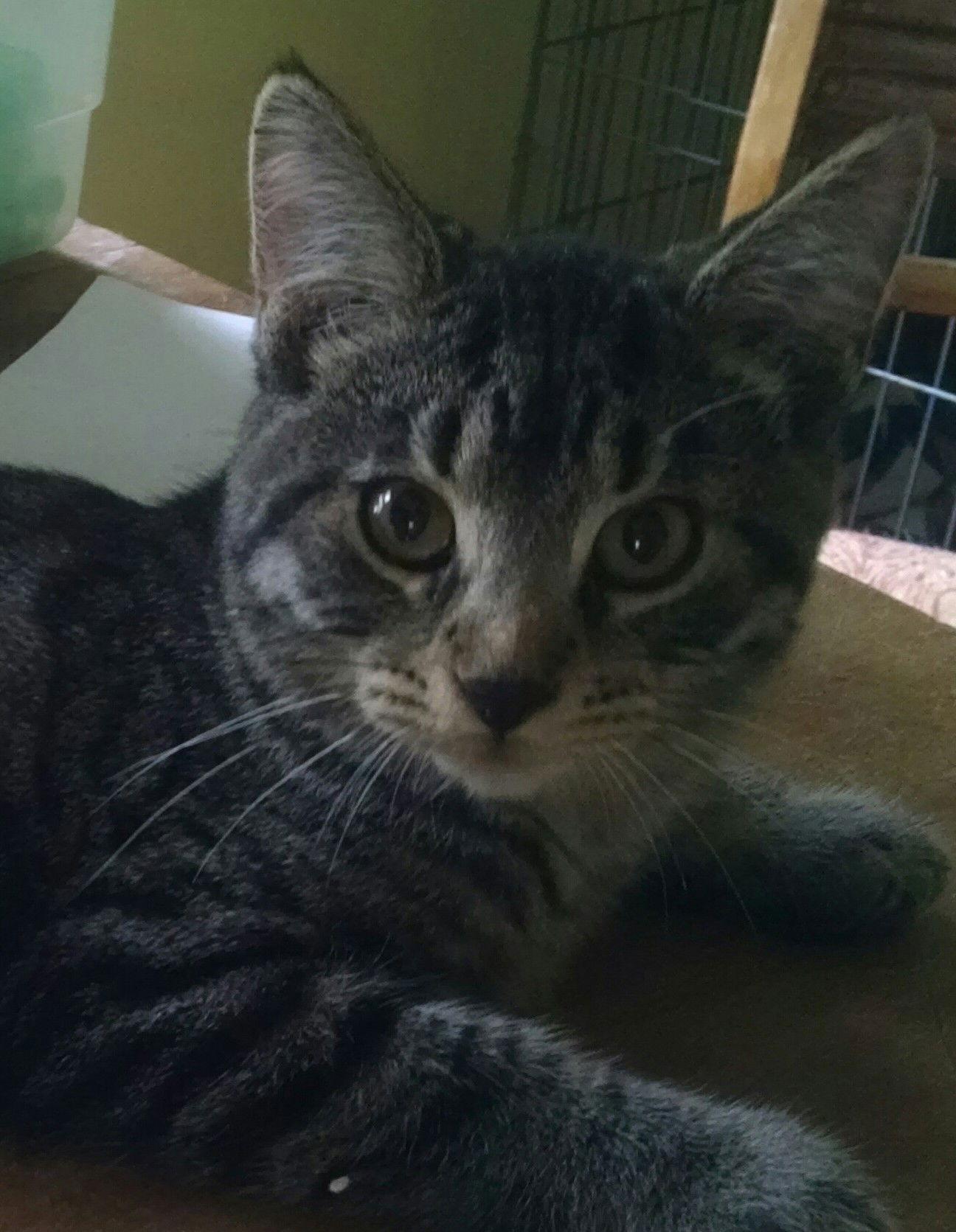Mongo, Adoptable, Young Male Domestic Short Hair.