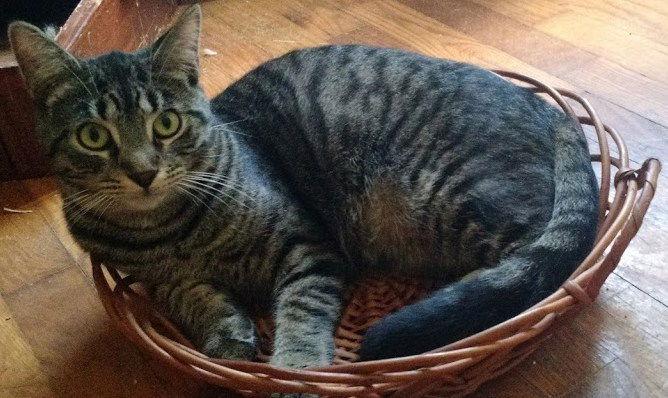 Enlarge Mongo, a Adoptable Domestic Short Hair in Niles, MI image 2/3