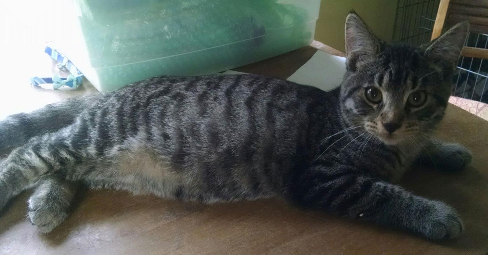 Enlarge Mongo, a Adoptable Domestic Short Hair in Niles, MI image 3/3