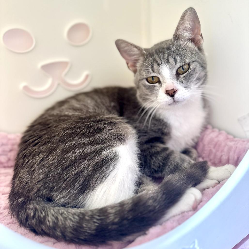 Dante, Adoptable, Young Male Domestic Short Hair.