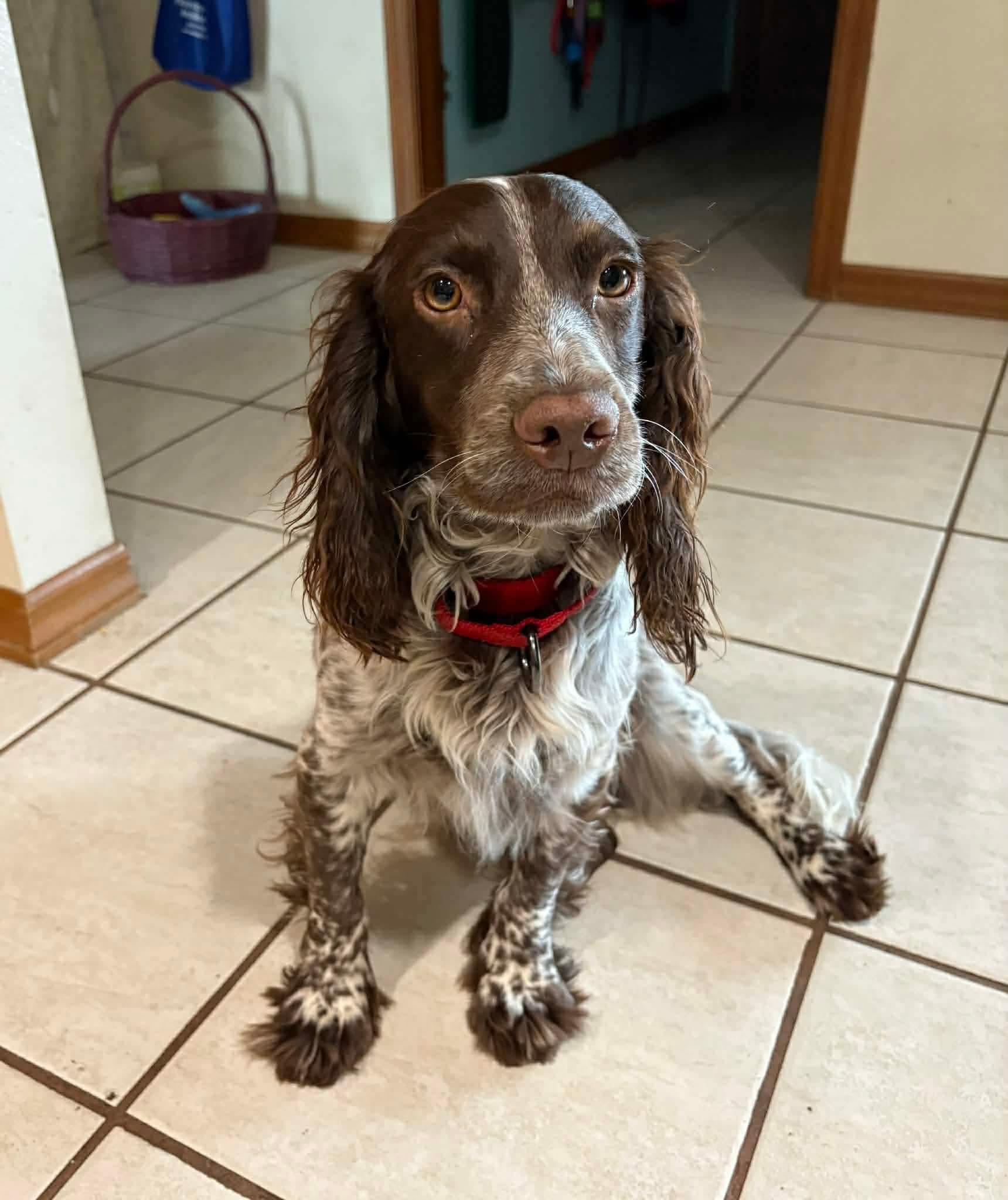 Rusty, ADOPTABLE, Adult Male Cocker Spaniel.