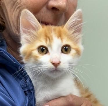 Peanut, an adoptable Domestic Long Hair in wetaskiwin, AB, t9a 2j4 | Photo Image 1