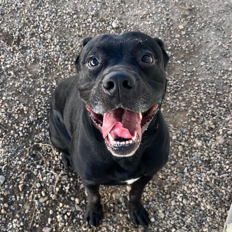 Cooper, Adoptable, Adult Male American Bulldog & Black Labrador Retriever.